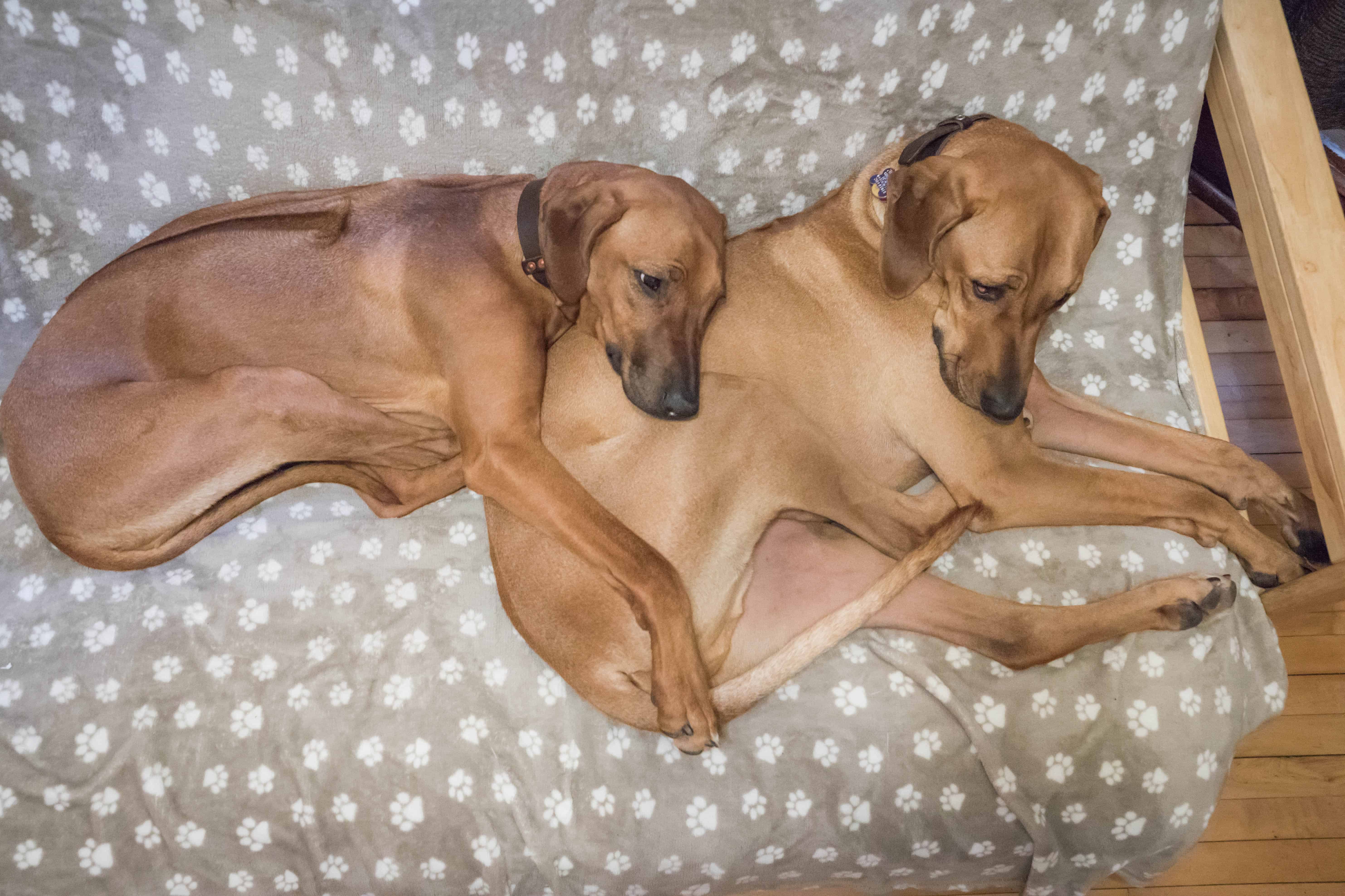 Rhodesian Ridgeback, puppy, chicago, marking our territory, funny