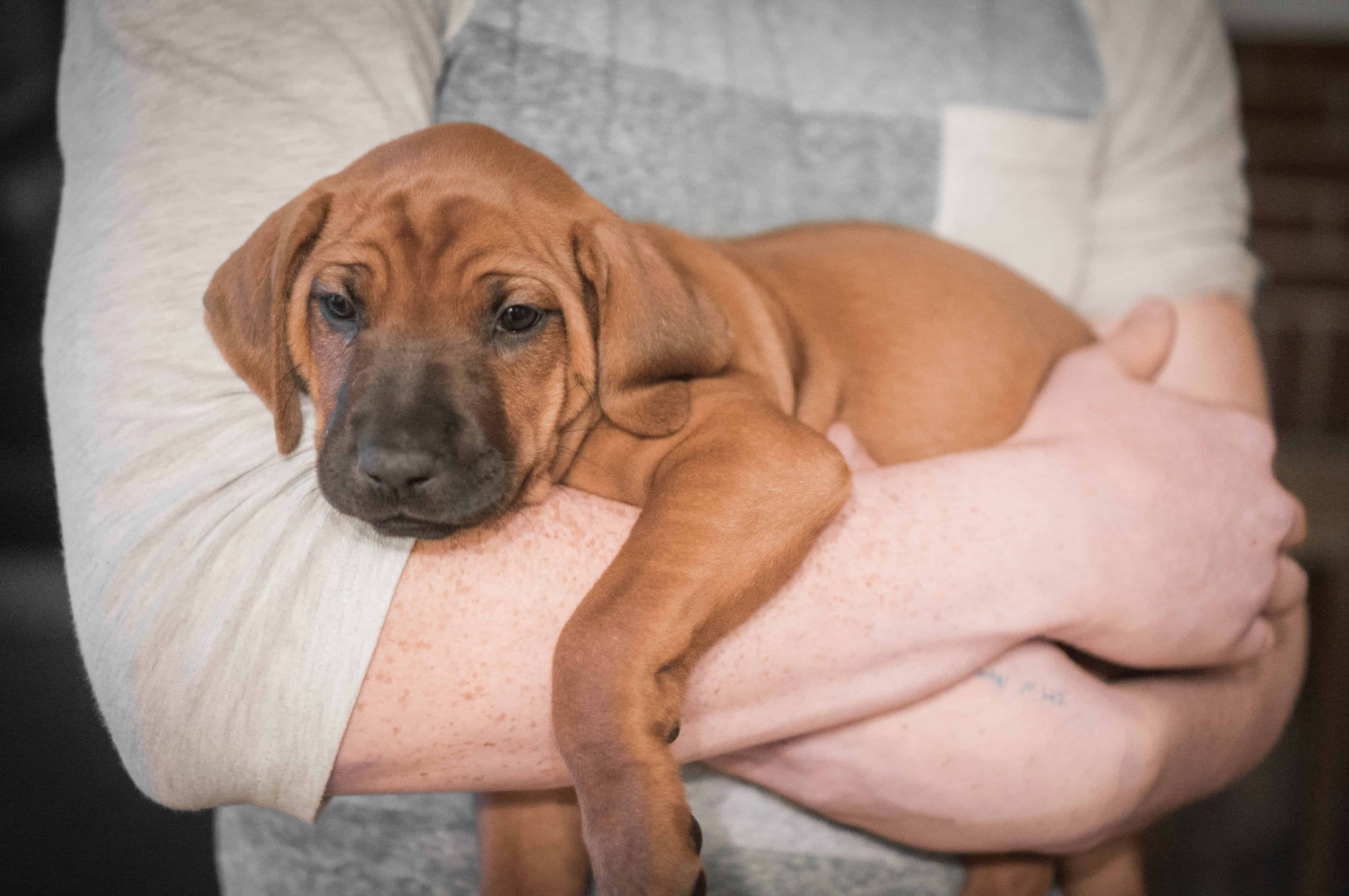 Rhodesian Ridgeback, puppy, blog, chicago, adventure