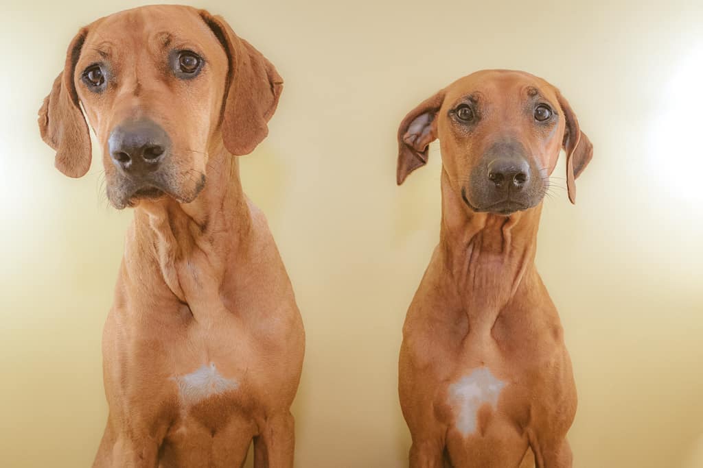 Rhodesian Ridgeback, blog, puppy, cute, chicago