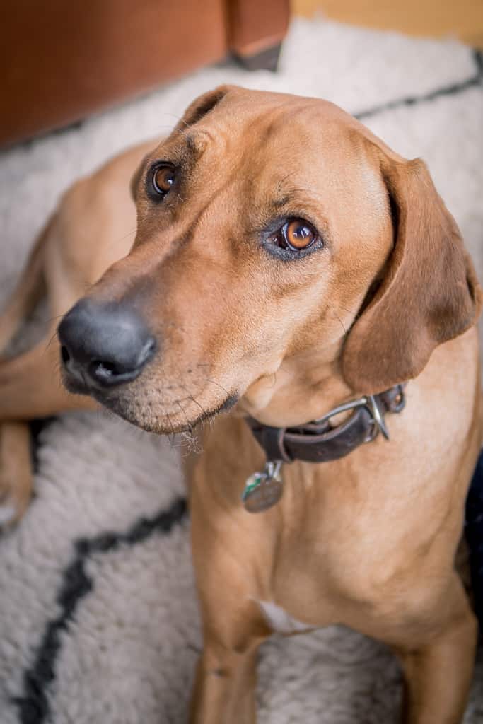 Rhodesian Ridgeback, blog, chicago, adventure, puppy 