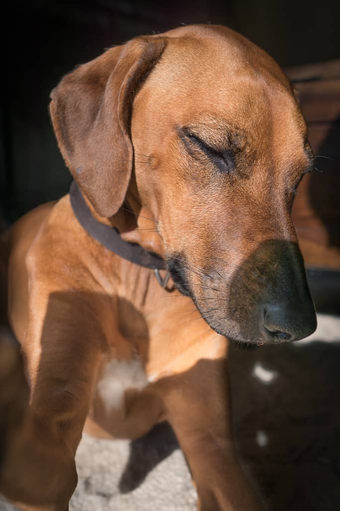 Rhodesian Ridgeback, blog, cute, chicago, puppy, adventure