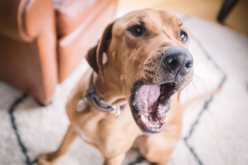 Rhodesian Ridgeback, blog, chicago, puppy