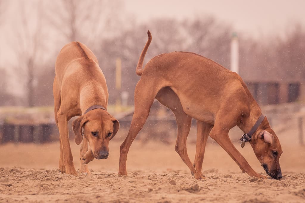 Rhodesian Ridgeback, blog, montrose dog beach, chicago, adventure