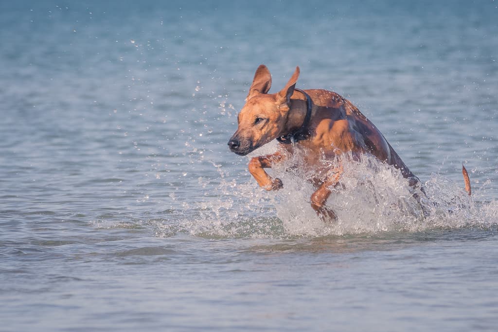 Rhodesian Ridgeback, blog, montrose dog beach, chicago, puppy, adventure