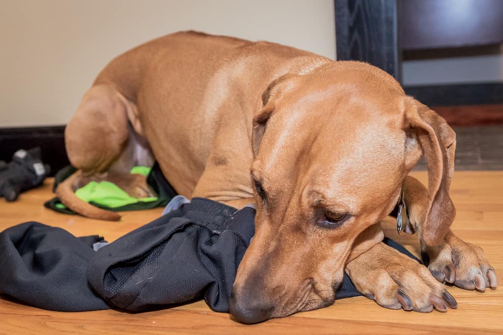 Rhodesian Ridgeback, blog, chicago, cute, puppy