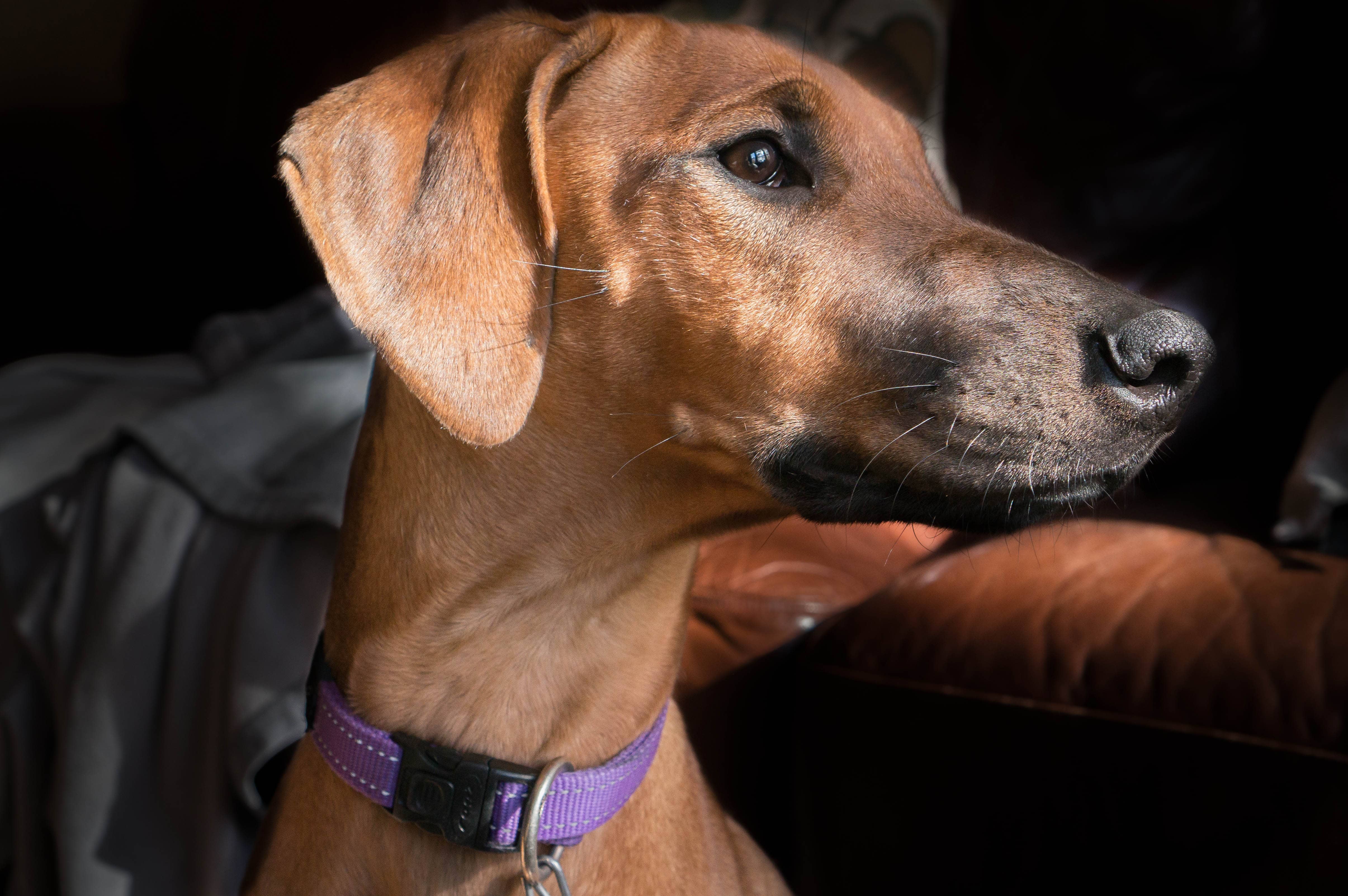 rhodesian ridgeback, puppy,  beach, chicago