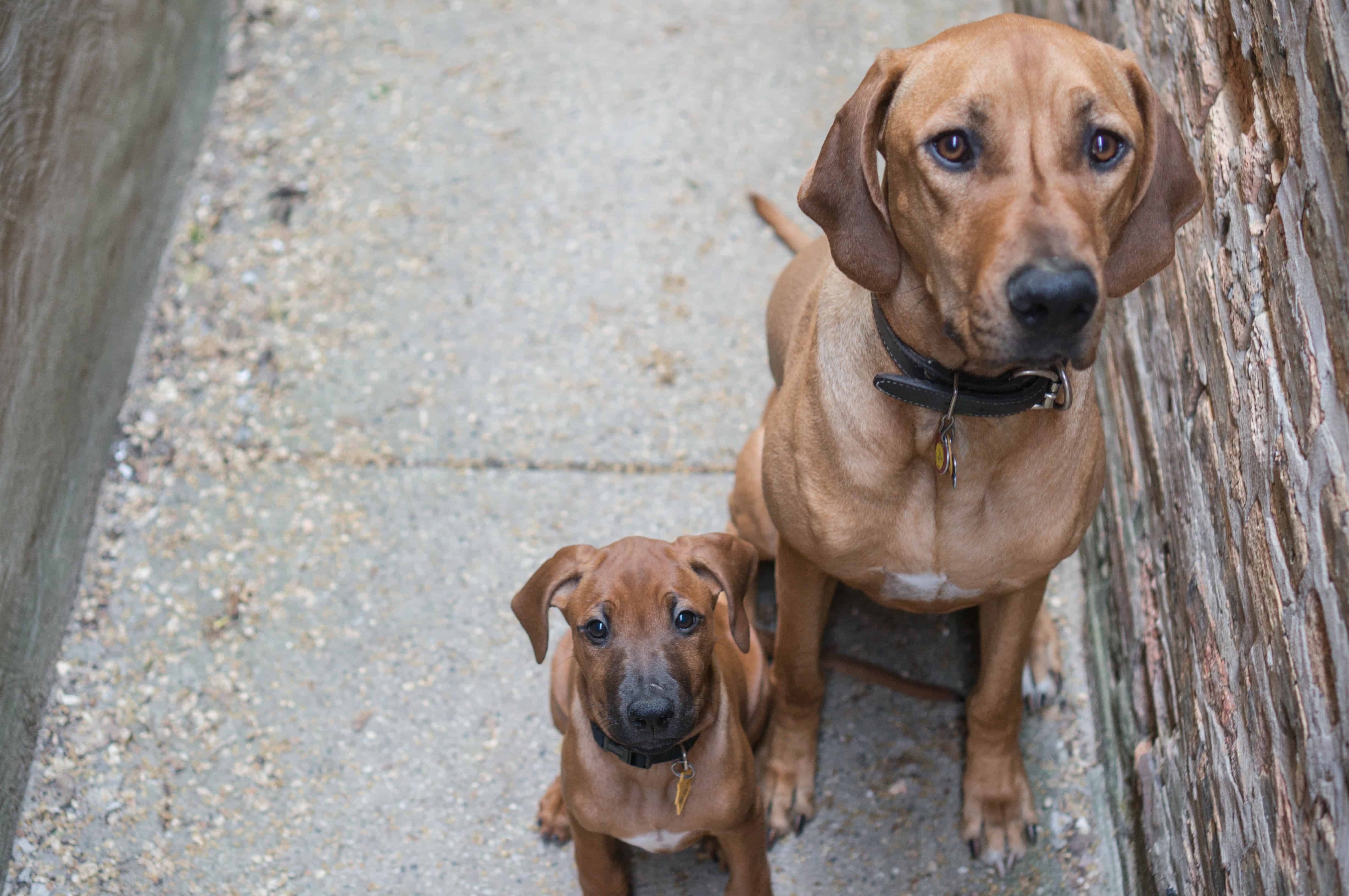 Rhodesian Ridgeback, puppy, marking our territory, chicago, adventure, training