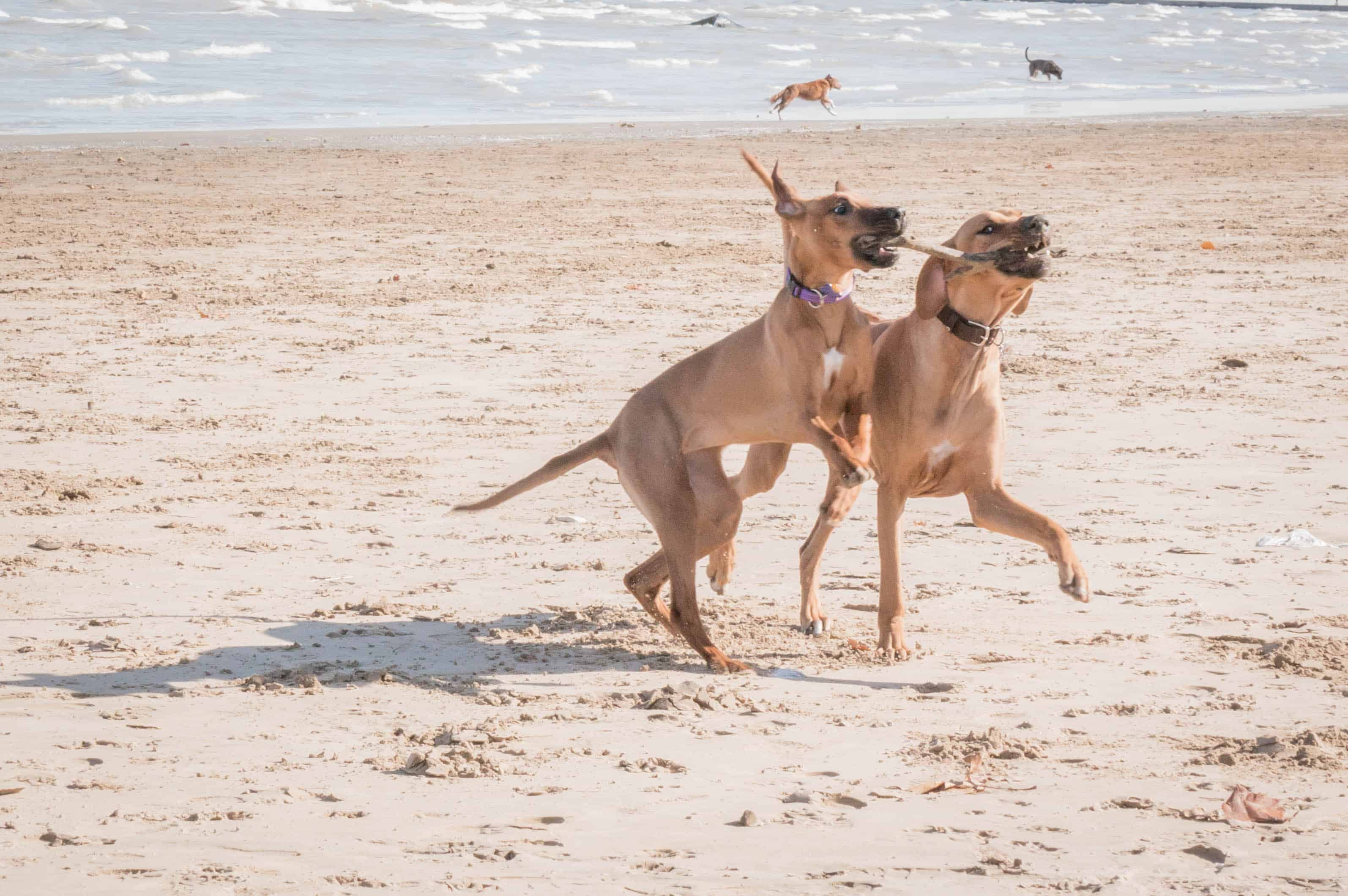 rhodesian ridgeback, puppy,  beach, chicago