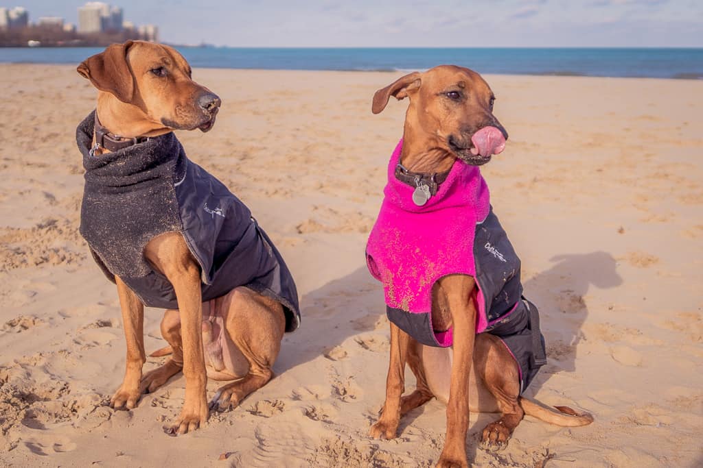 Rhodesian Ridgeback, puppy, chicago, blog, cute, montrose dog beach