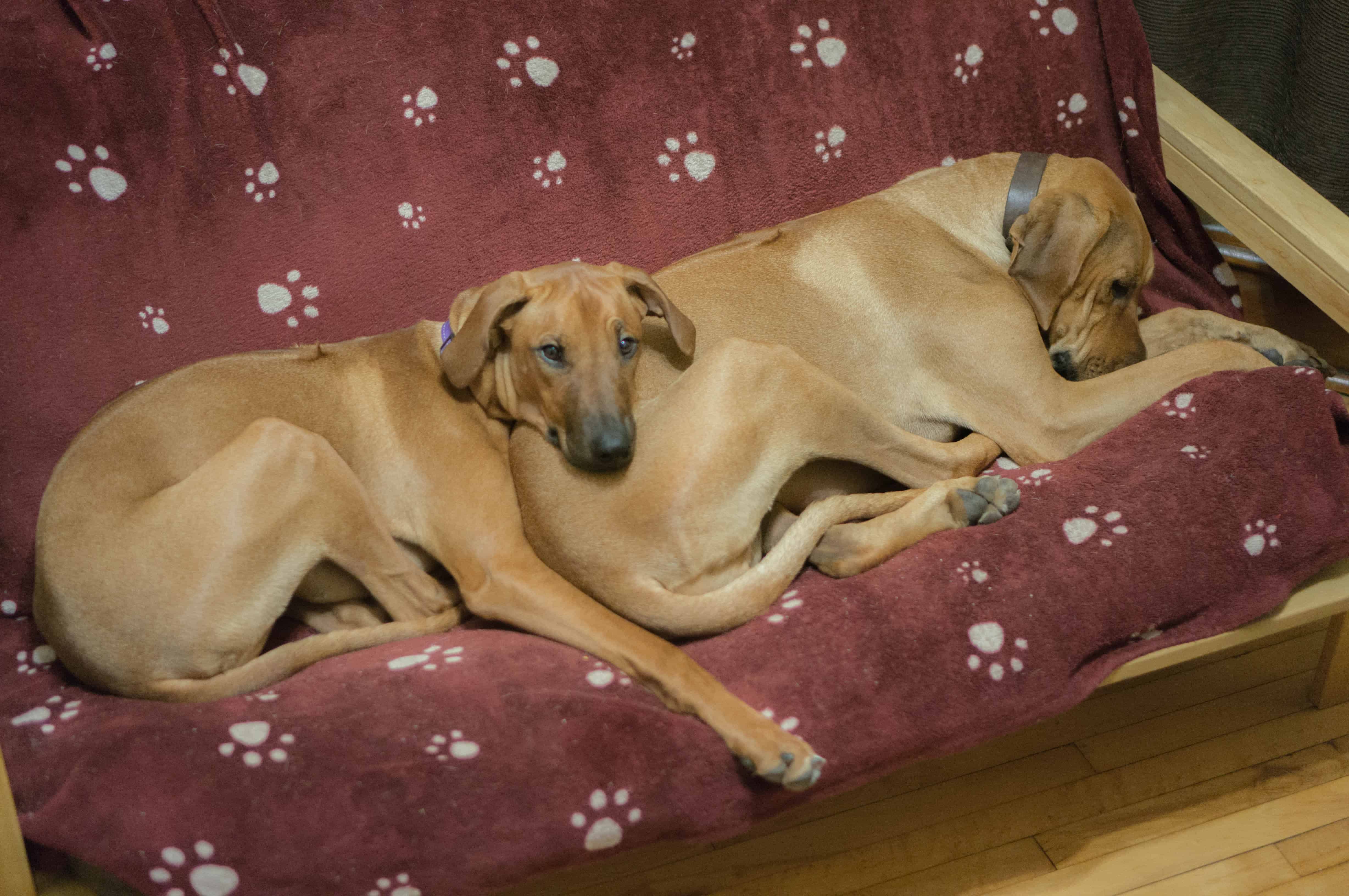 Rhodesian Ridgeback, puppy, blanket, cute, sleep, chicago