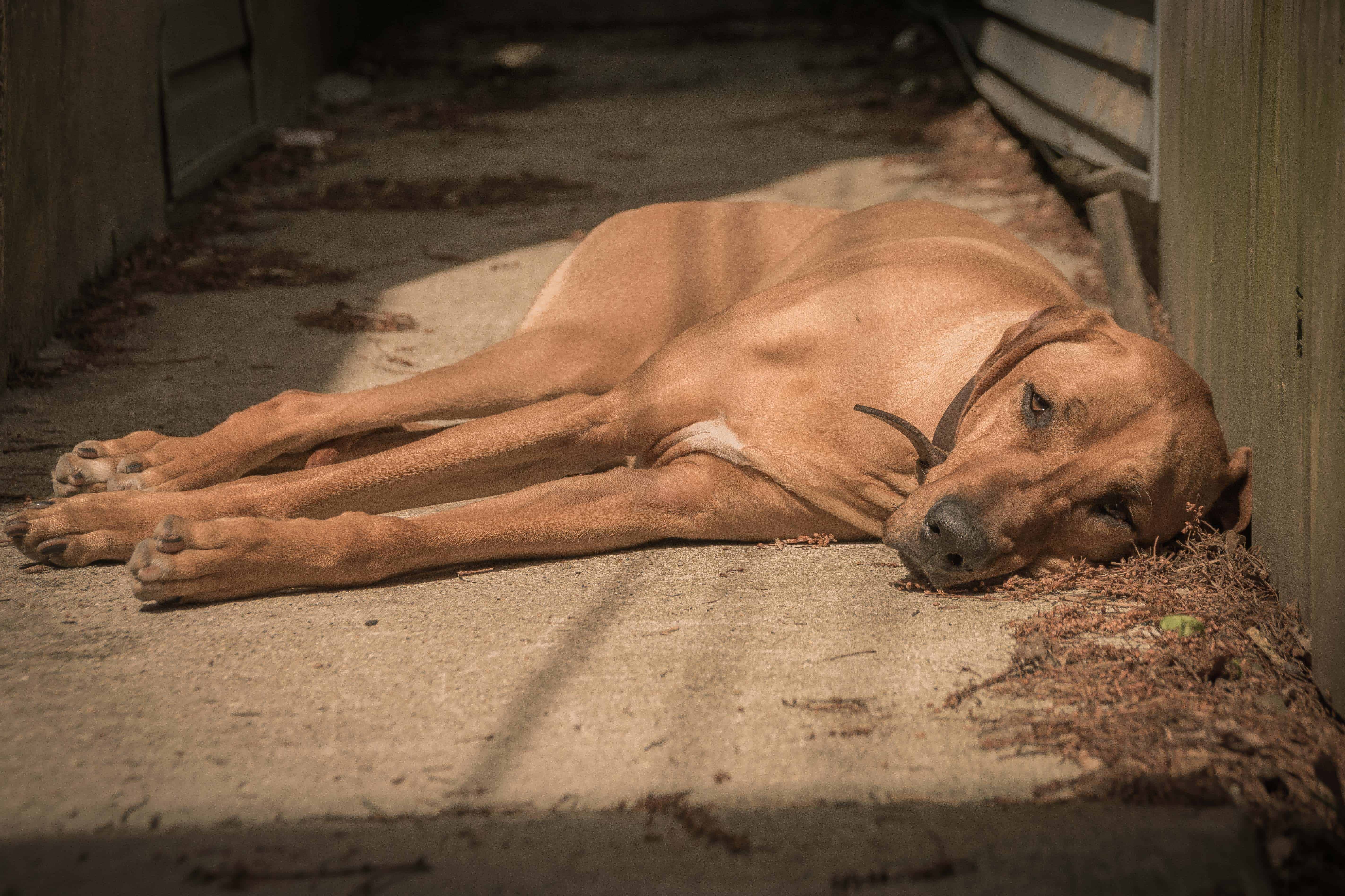 Rhodesian RIdgeback, sun, chicago, puppy, 