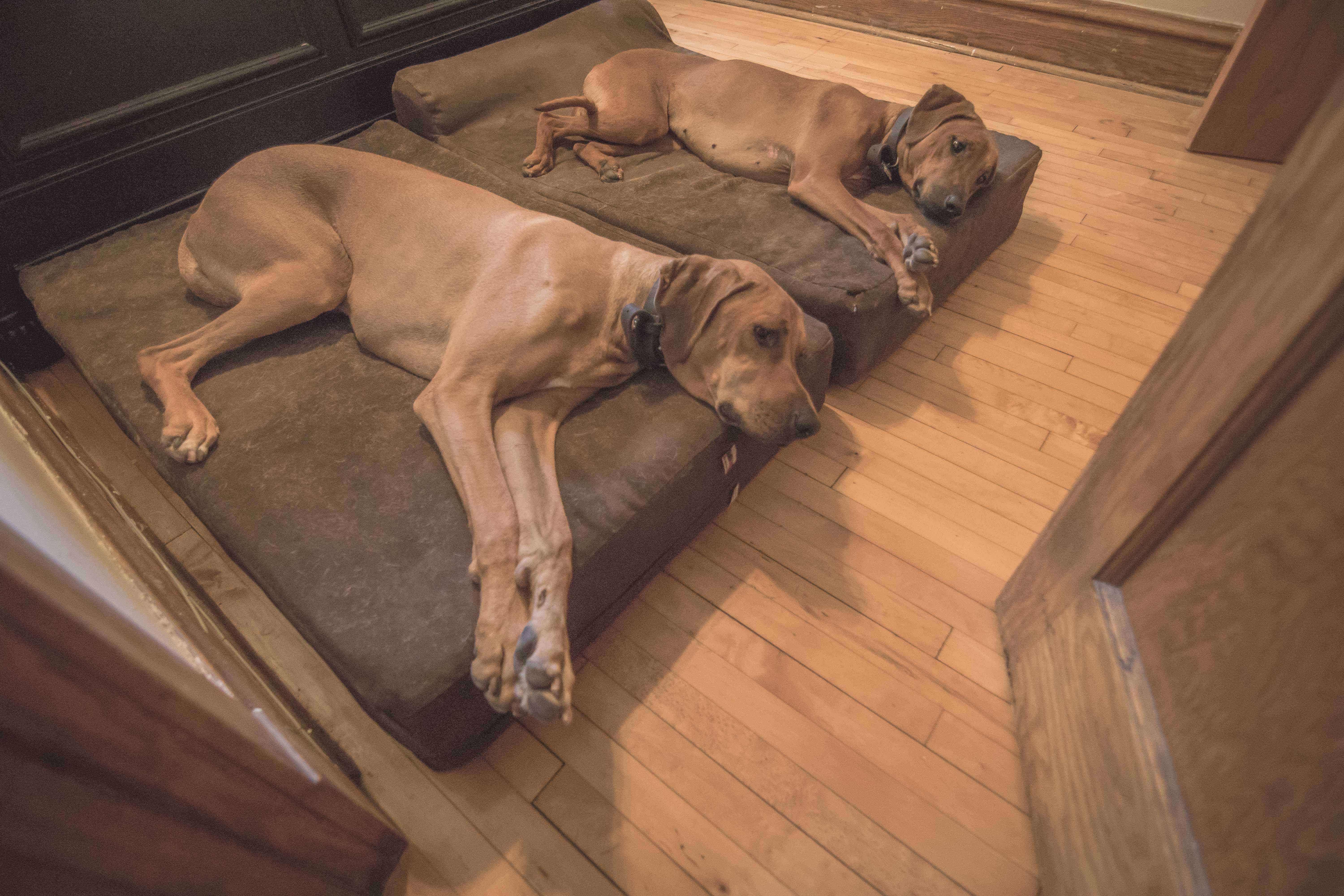 Rhodesian Ridgeback, puppy, chicago, cute, dog bed