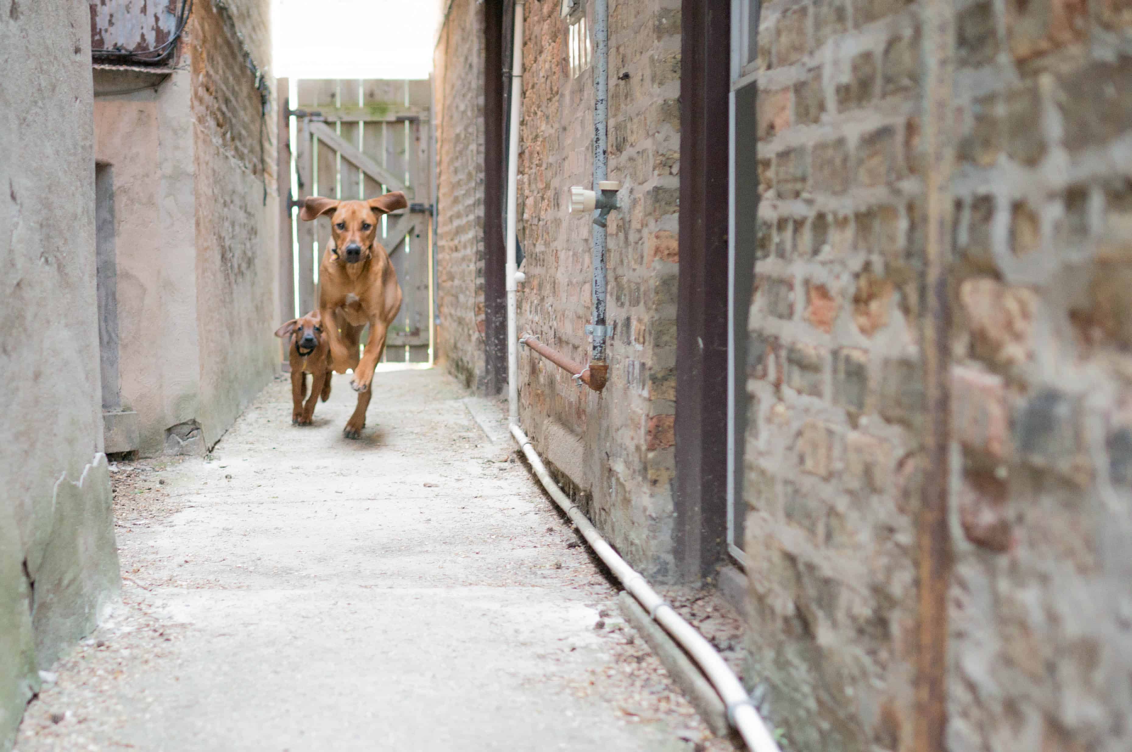 Rhodesian Ridgeback, puppy, marking our territory, chicago, adventure, training