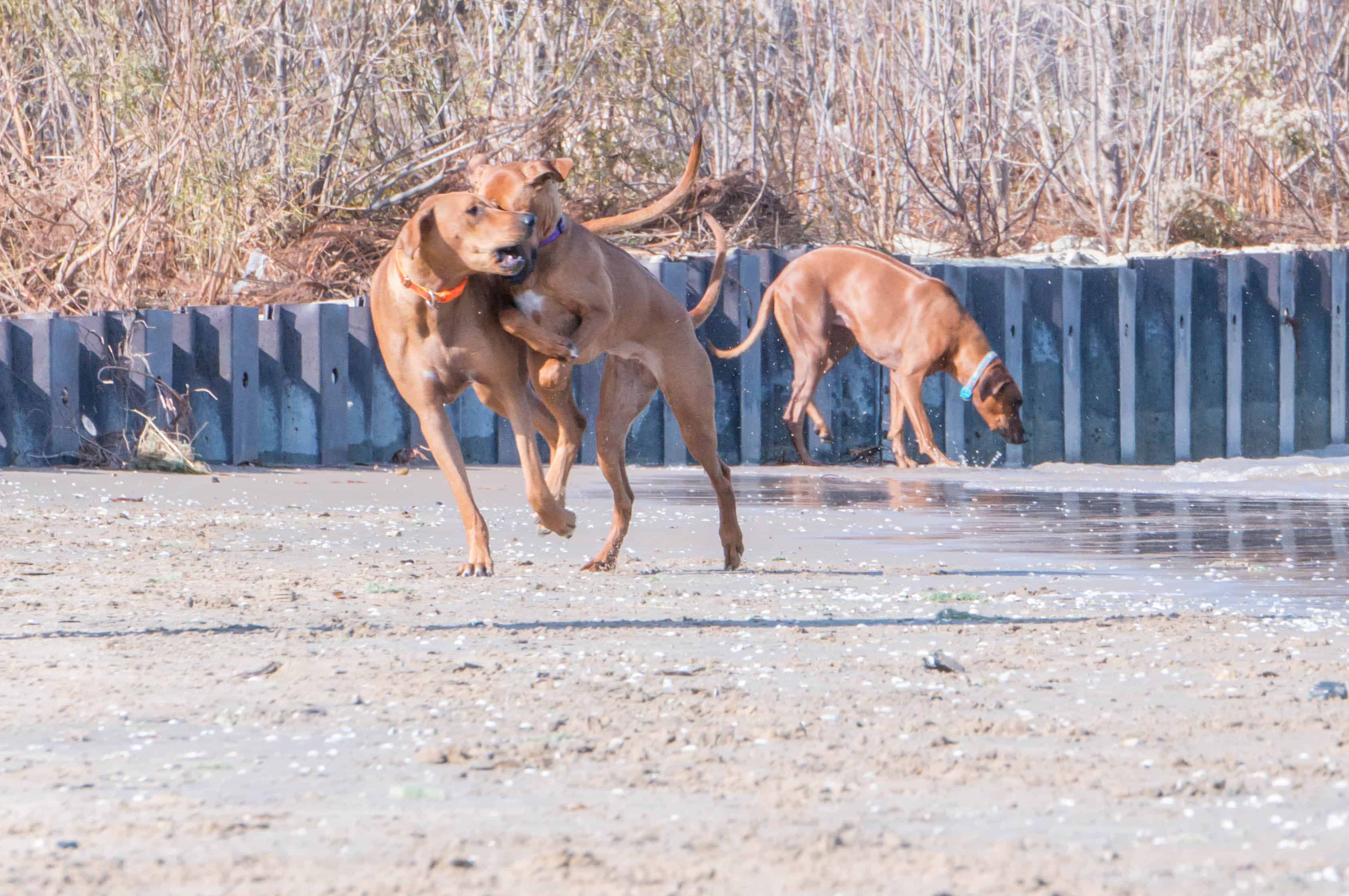 rhodesian ridgeback, puppy,  beach, chicago