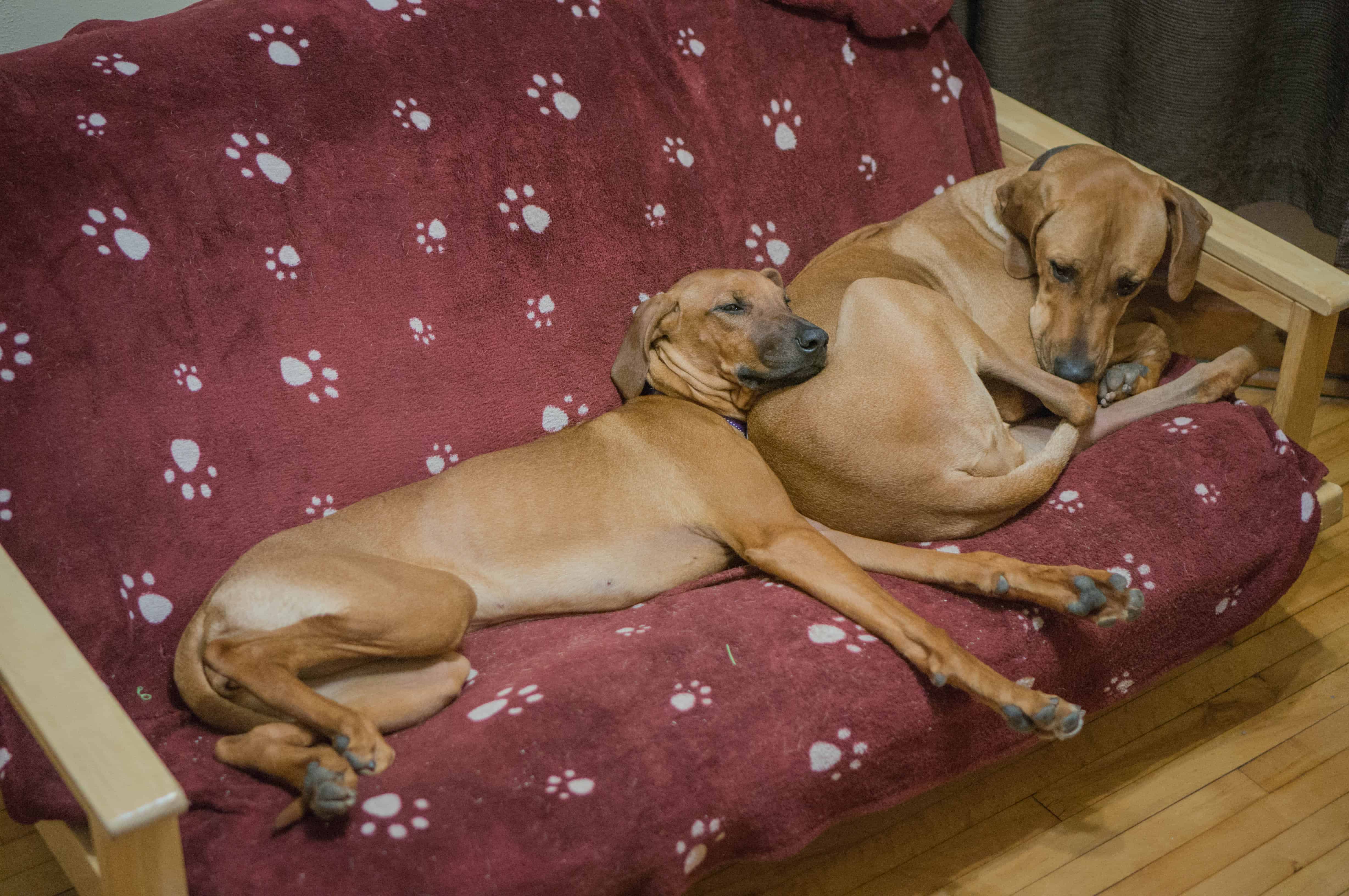 Rhodesian Ridgeback, puppy, blanket, cute, sleep, chicago