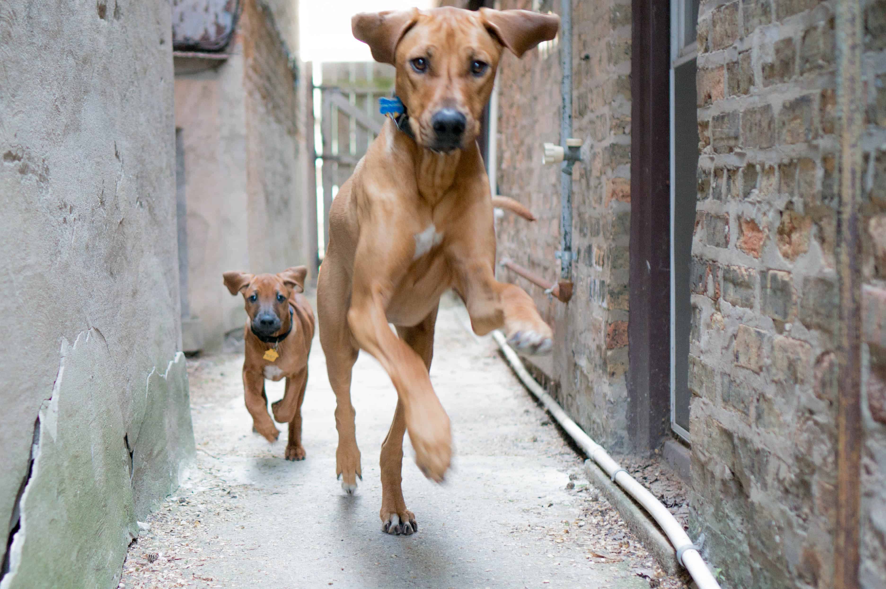 Rhodesian Ridgeback, puppy, marking our territory, chicago, adventure, training