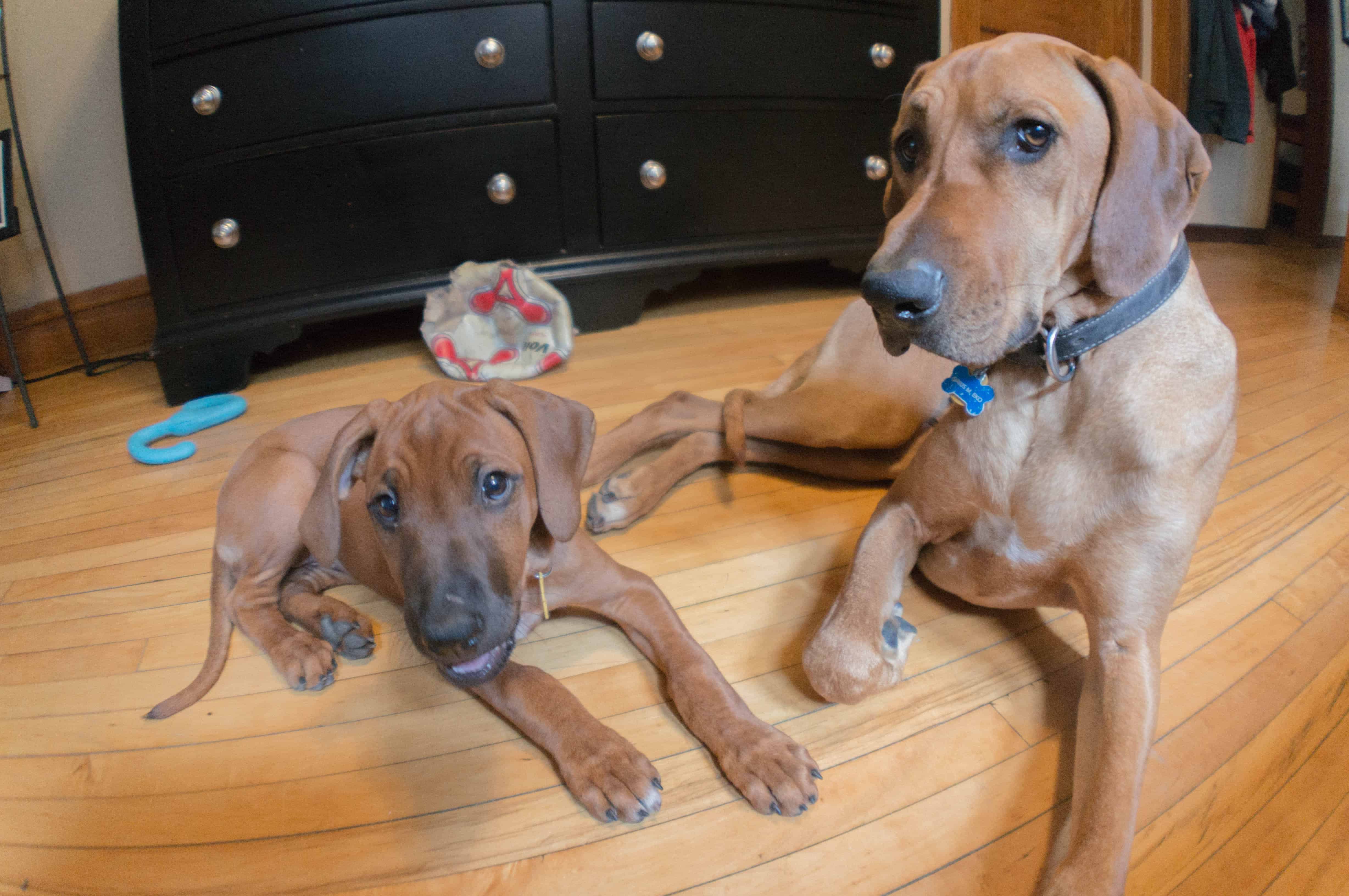 Rhodesian Ridgeback, puppy, marking our territory, chicago, adventure, training