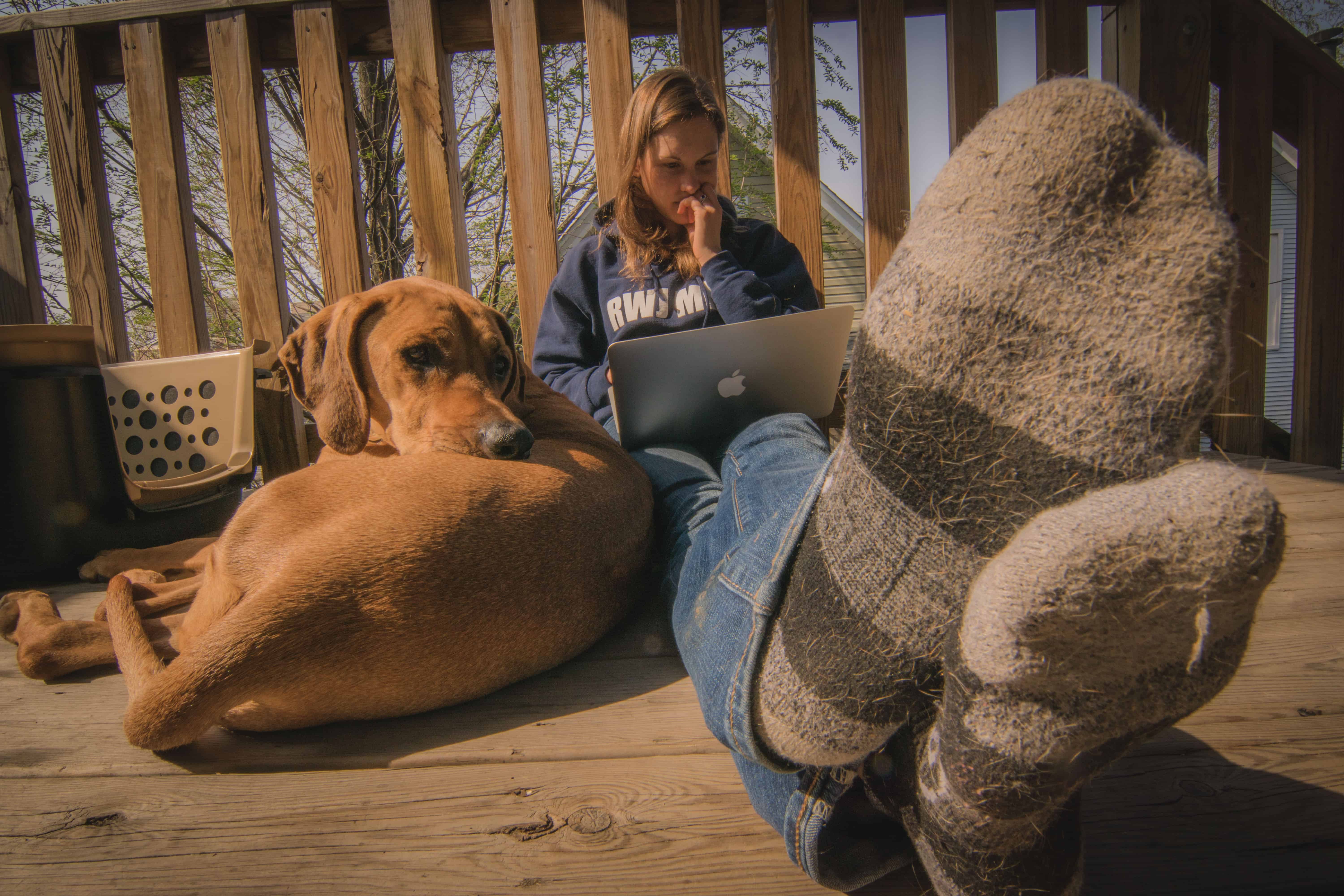 Rhodesian RIdgeback, sun, chicago, puppy, 