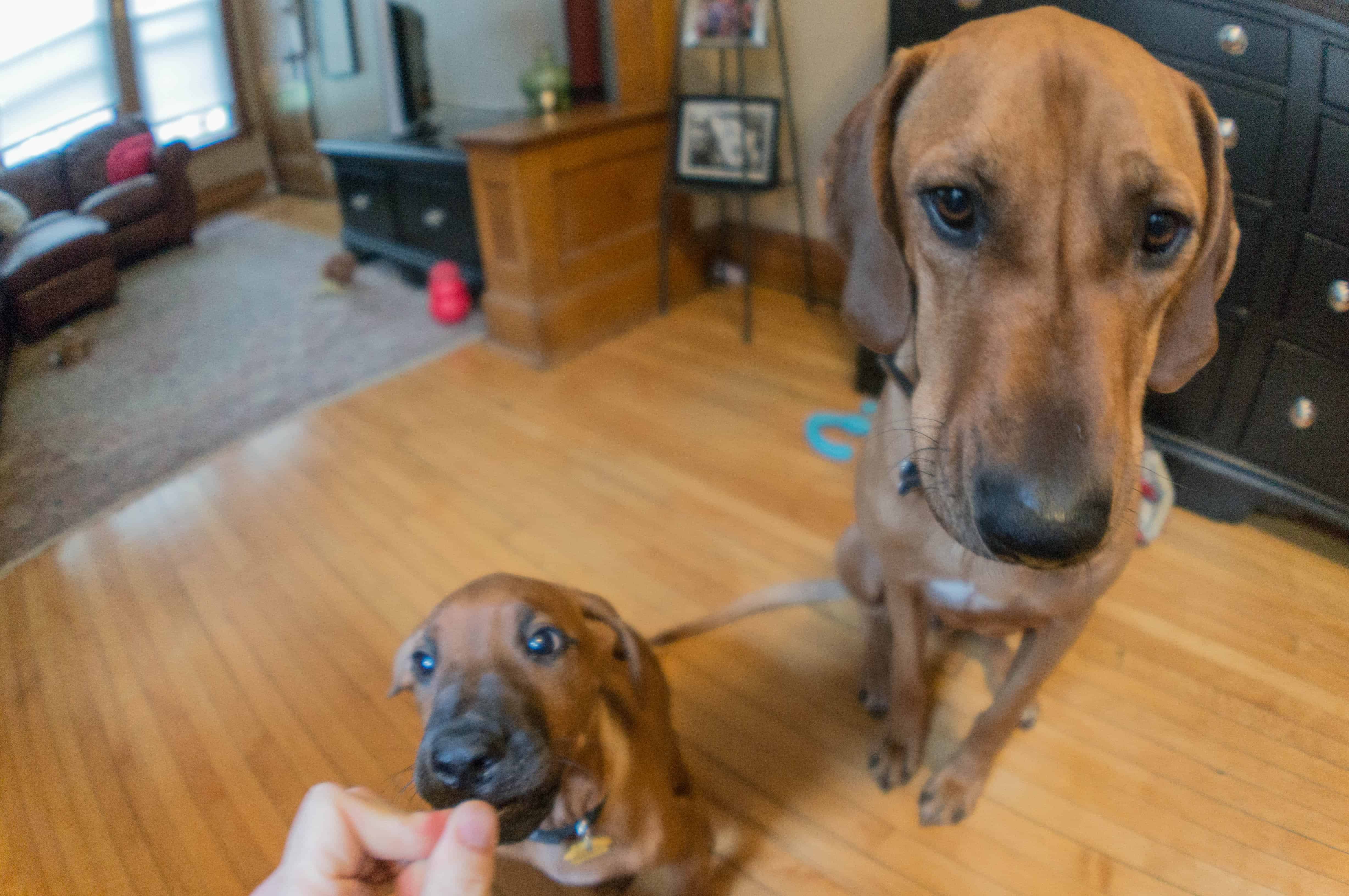 Rhodesian Ridgeback, puppy, marking our territory, chicago, adventure, training