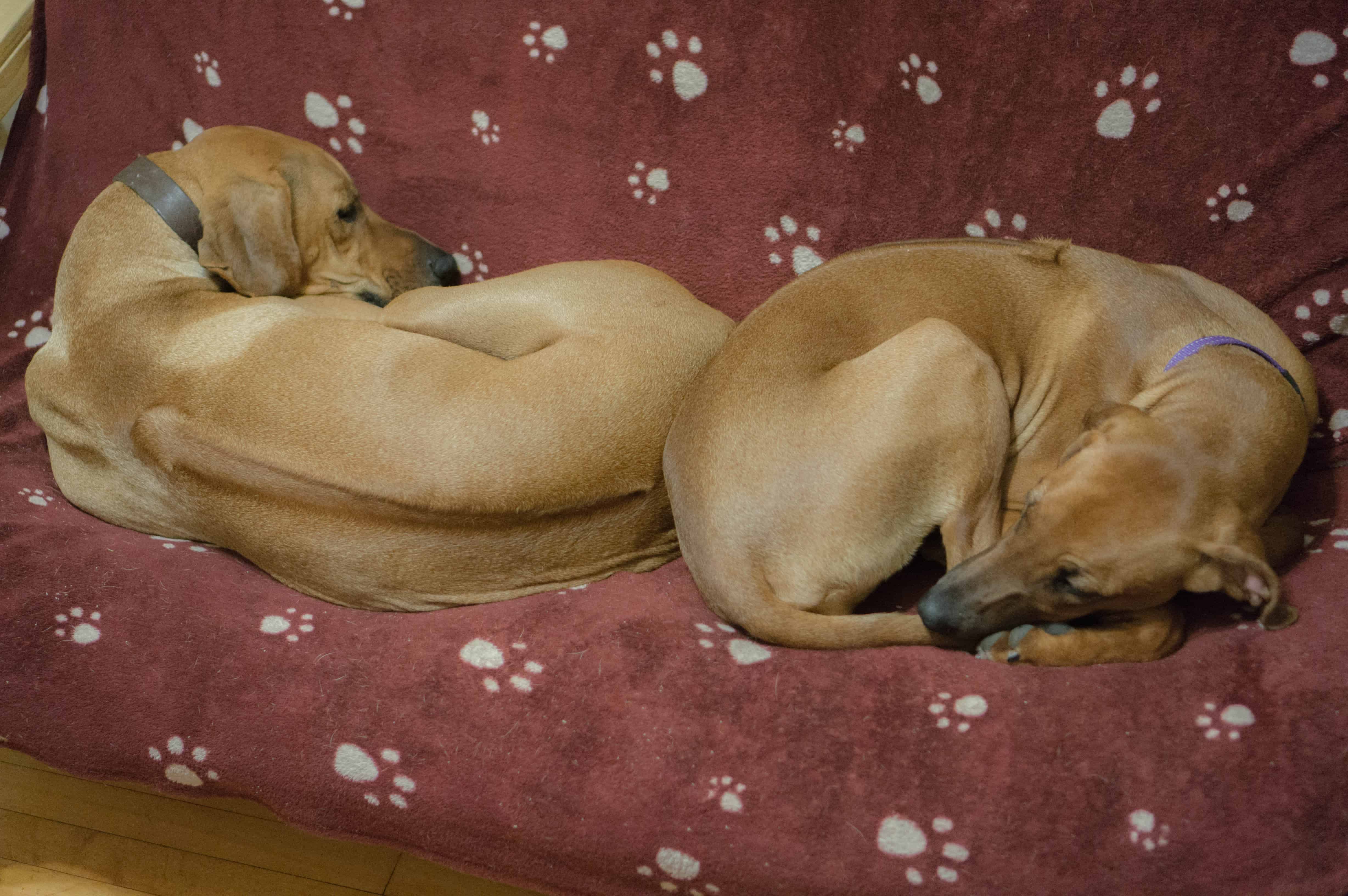 Rhodesian Ridgeback, puppy, blanket, cute, sleep, chicago