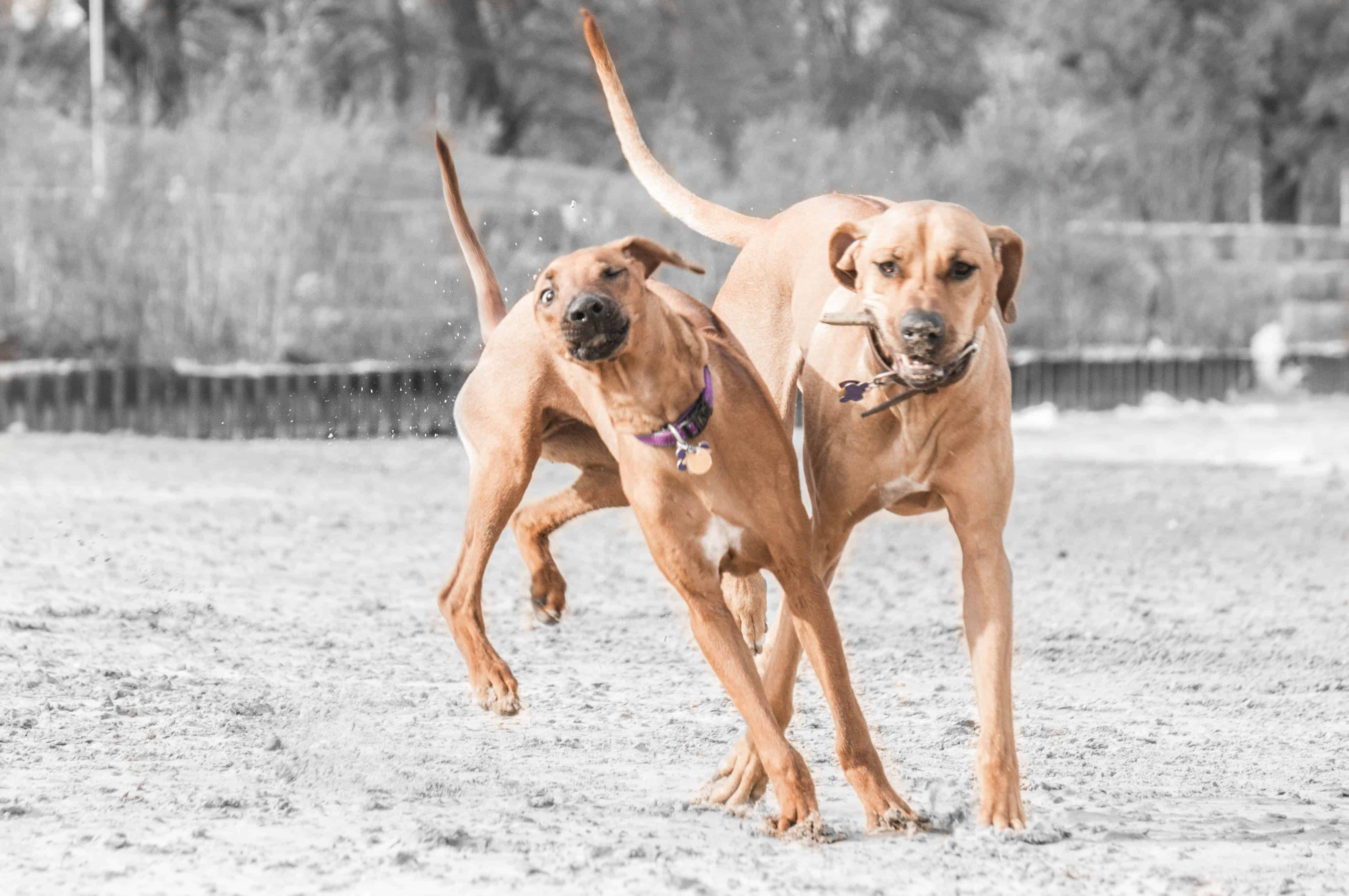 rhodesian ridgeback, puppy,  beach, chicago