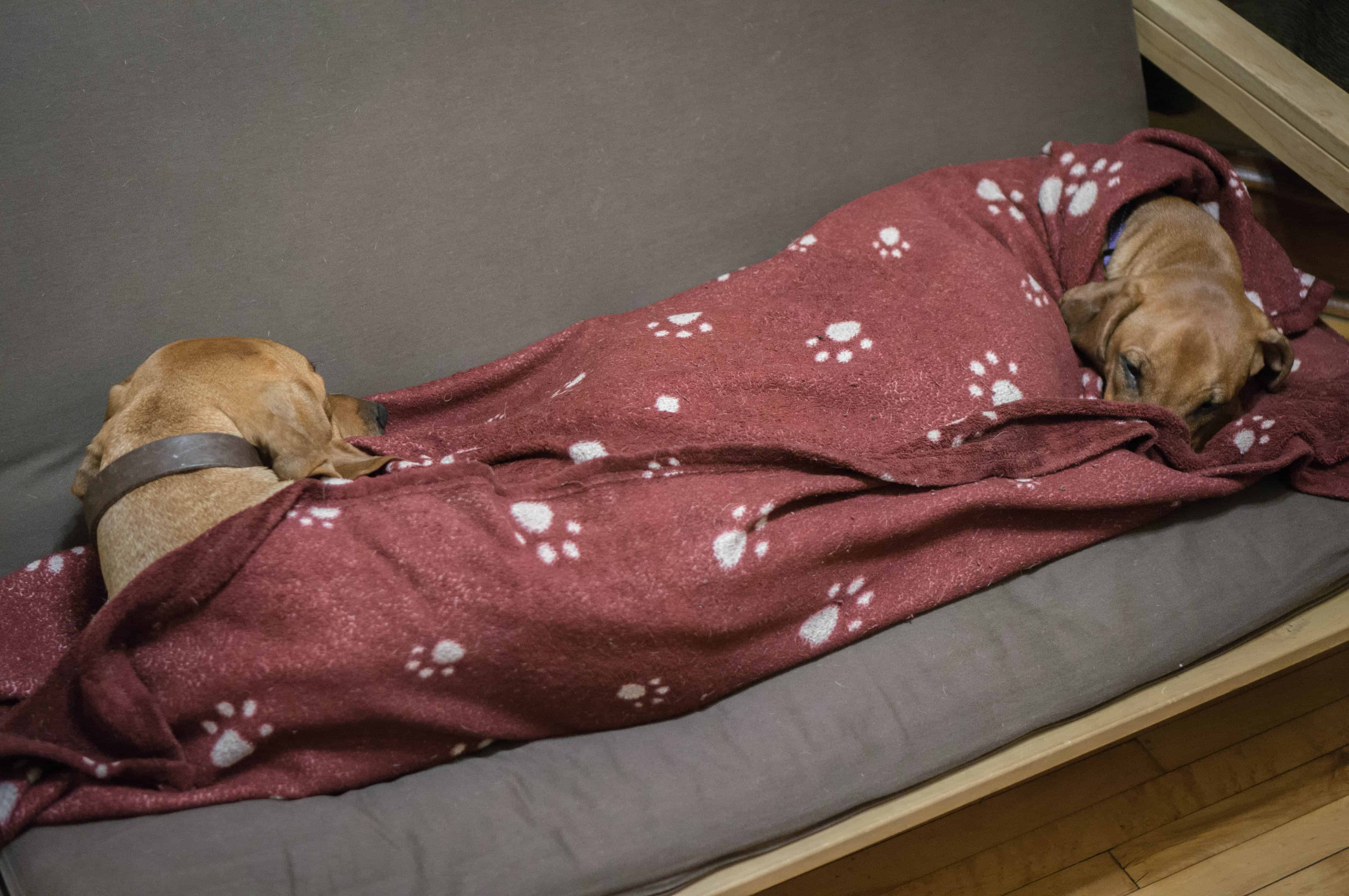 Rhodesian Ridgeback, puppy, blanket, cute, sleep, chicago