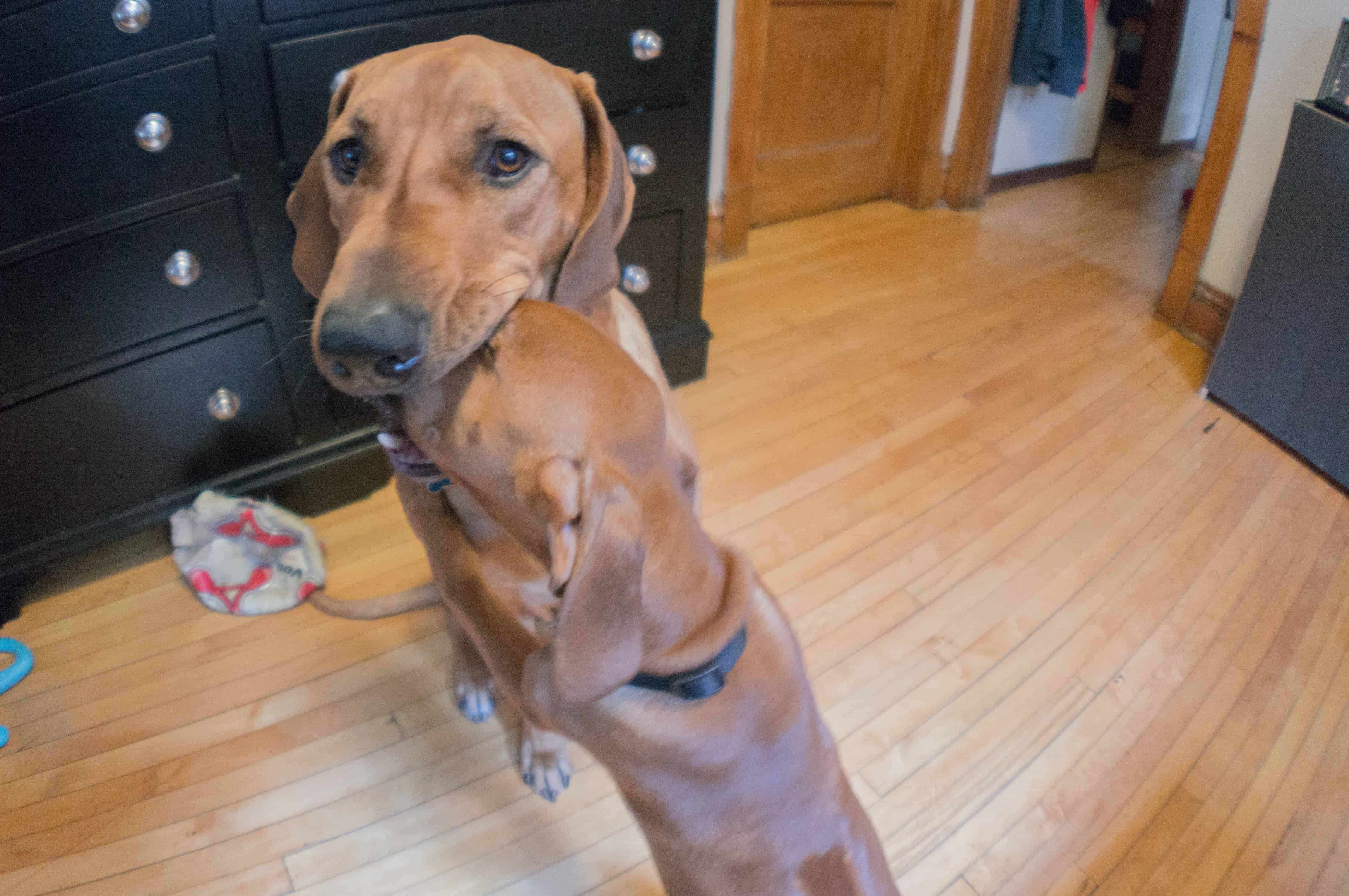 Rhodesian Ridgeback, puppy, marking our territory, chicago, adventure, training