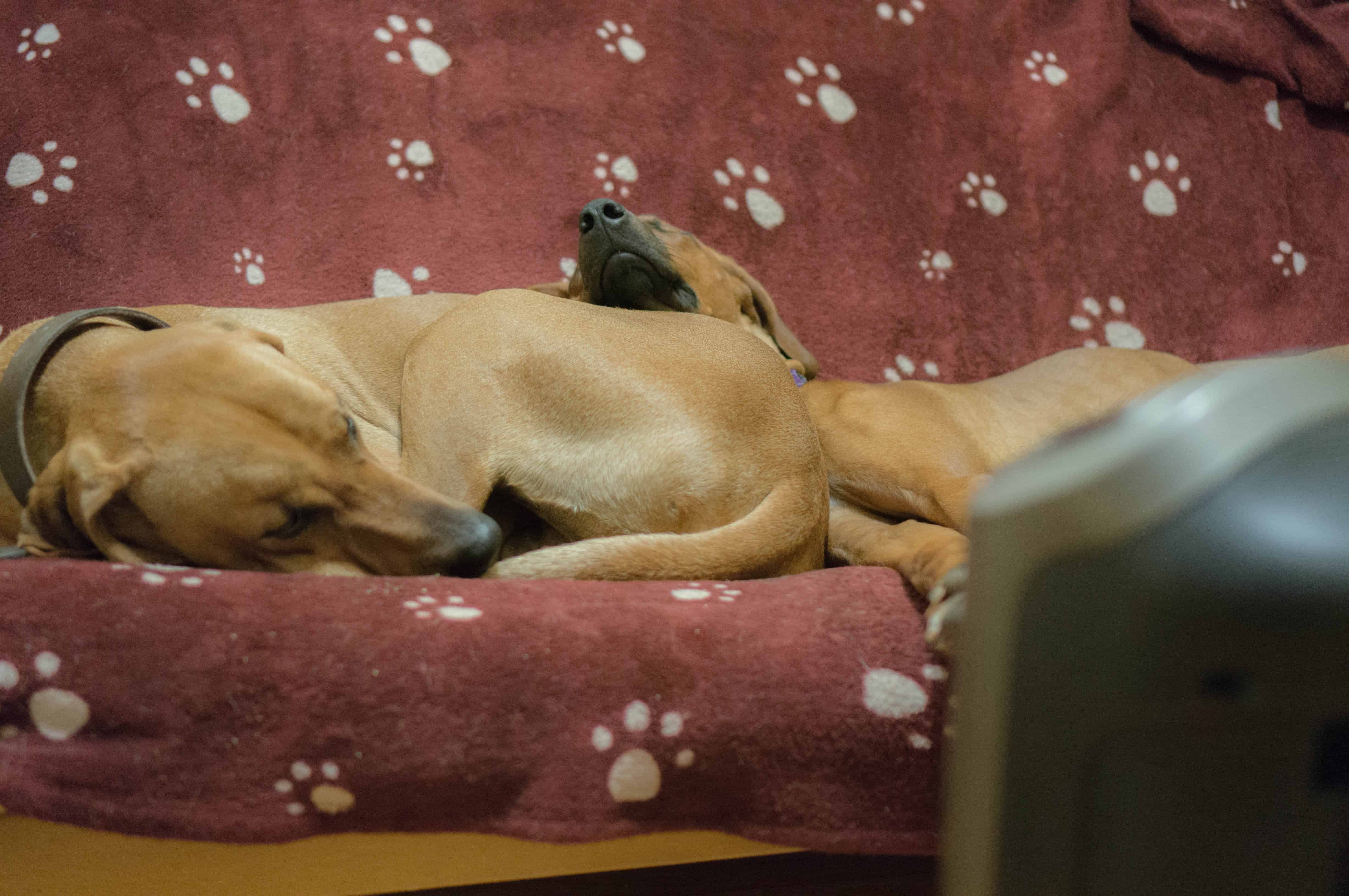 Rhodesian Ridgeback, puppy, blanket, cute, sleep, chicago