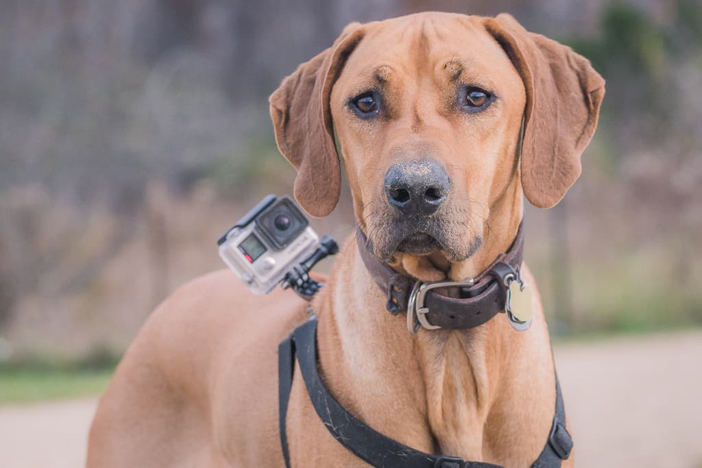 Rhodesian Ridgeback, blog, adventure, chicago, marking our territory, prairie wolf