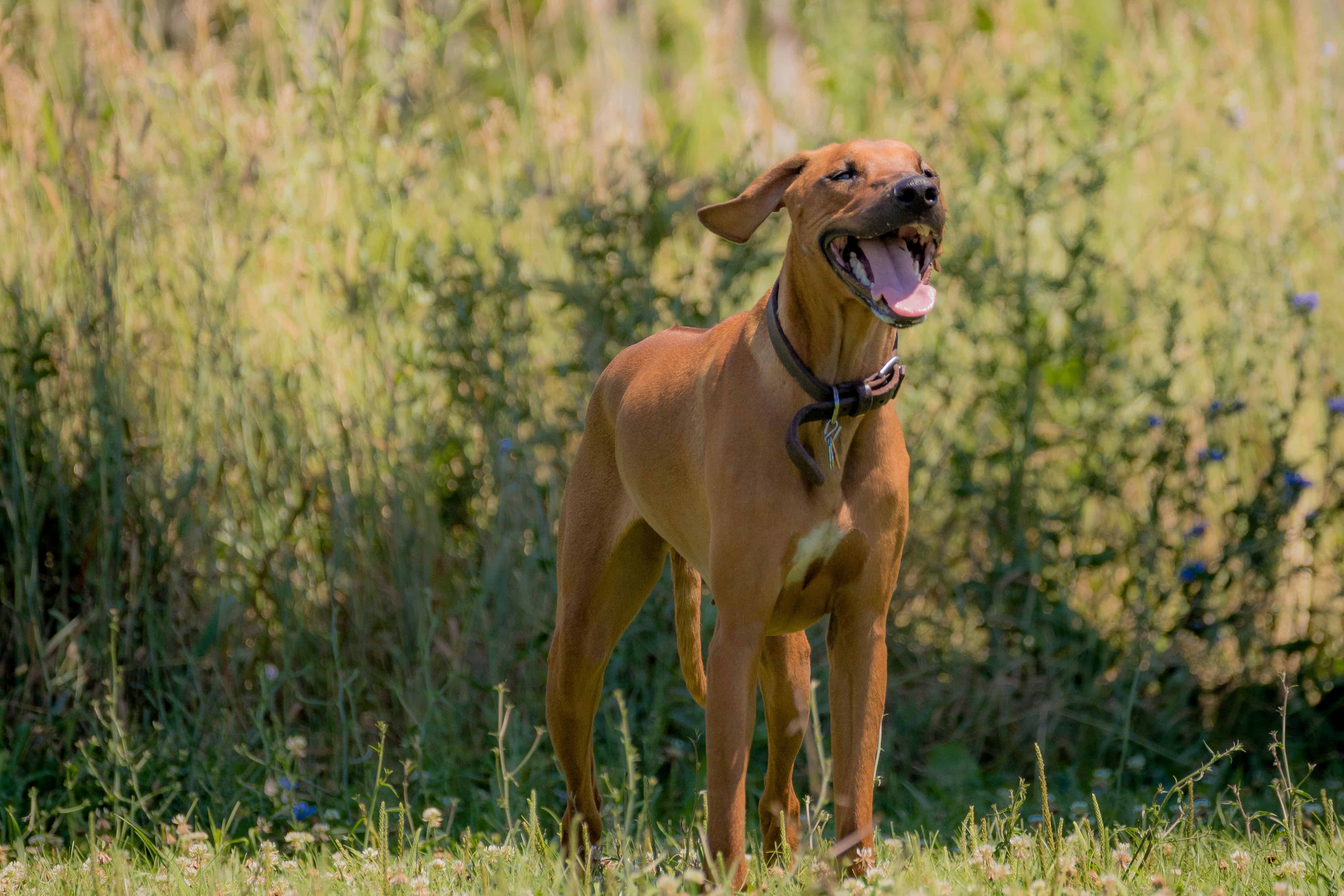 Rhodesian RIdgeback, chicago, puppy, adventure, dog park