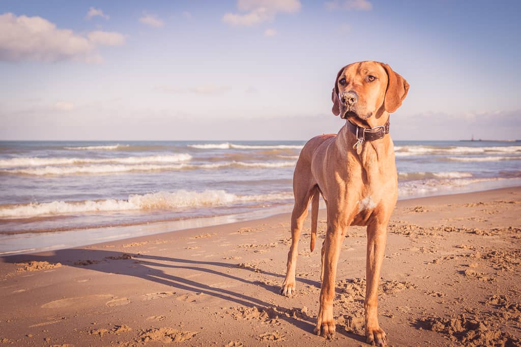 Rhodesian Ridgeback, Chicago, puppy, montrose dog beach, blog