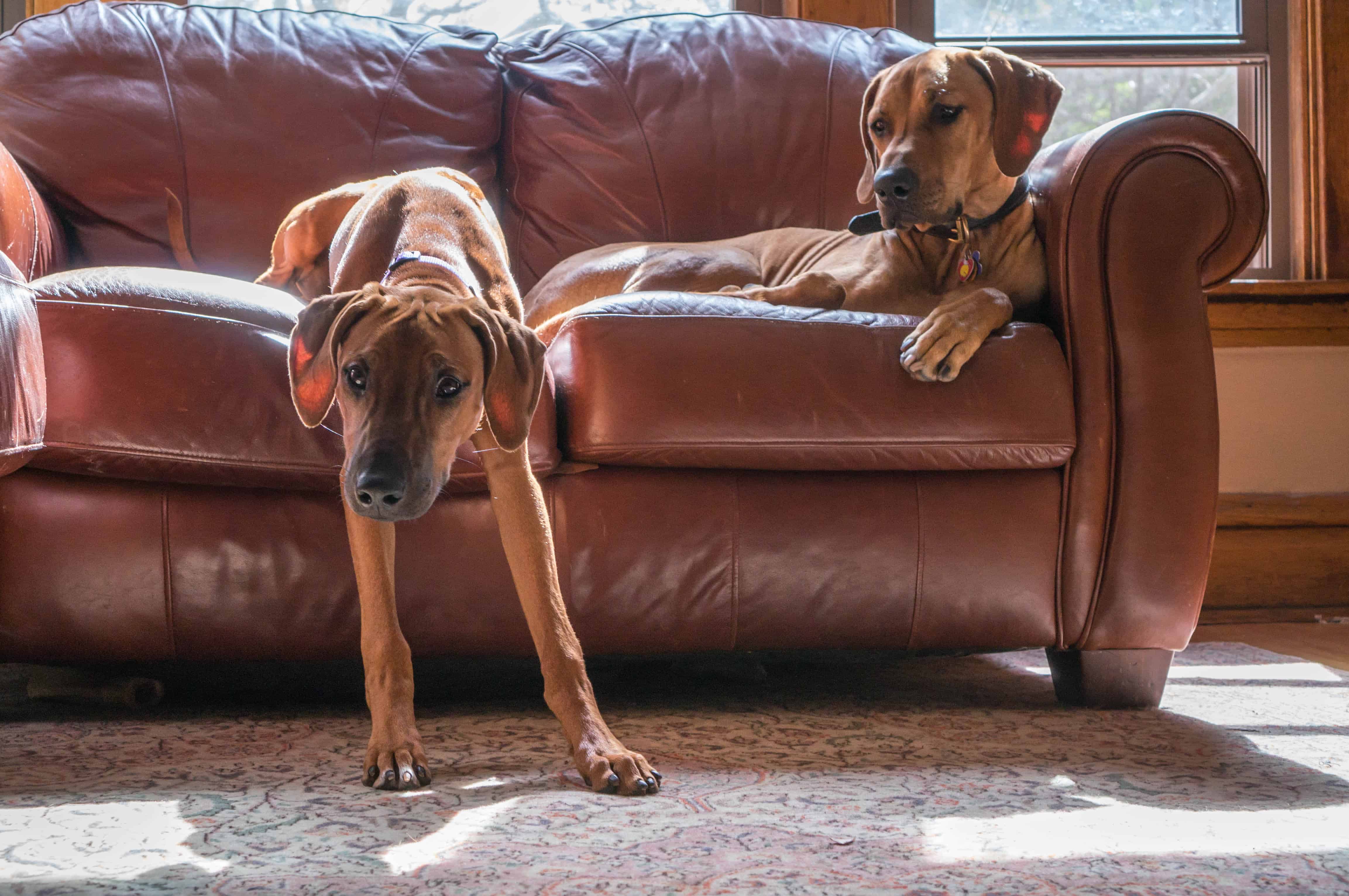 Rhodesian RIdgeback, blog, chicago, adventure