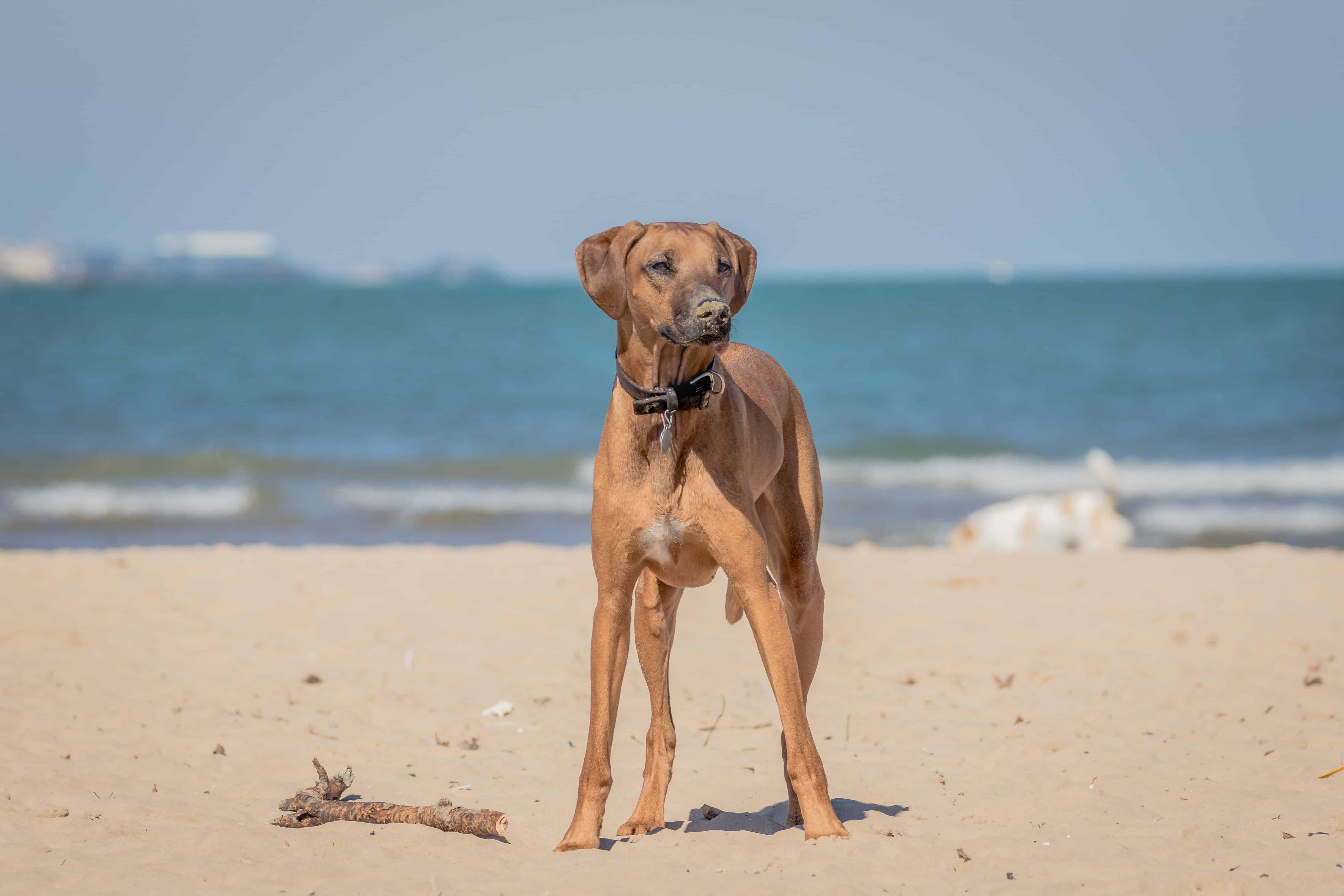 Rhodesian Ridgeback, Montrose Dog Beach, Chicago