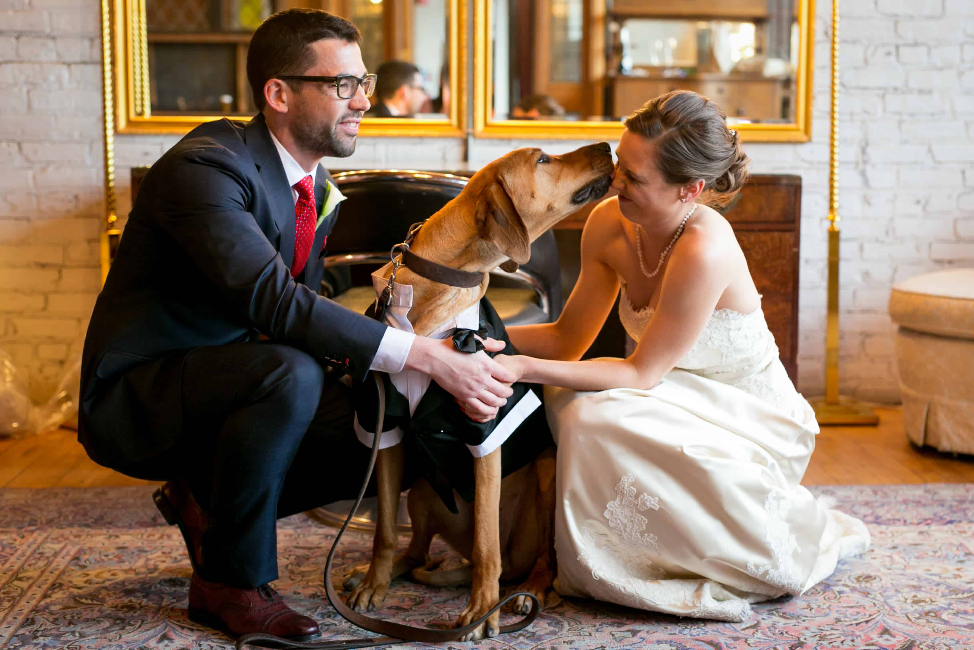 Rhodesian Ridgeback, wedding, dog, ring bearer, chicago, 