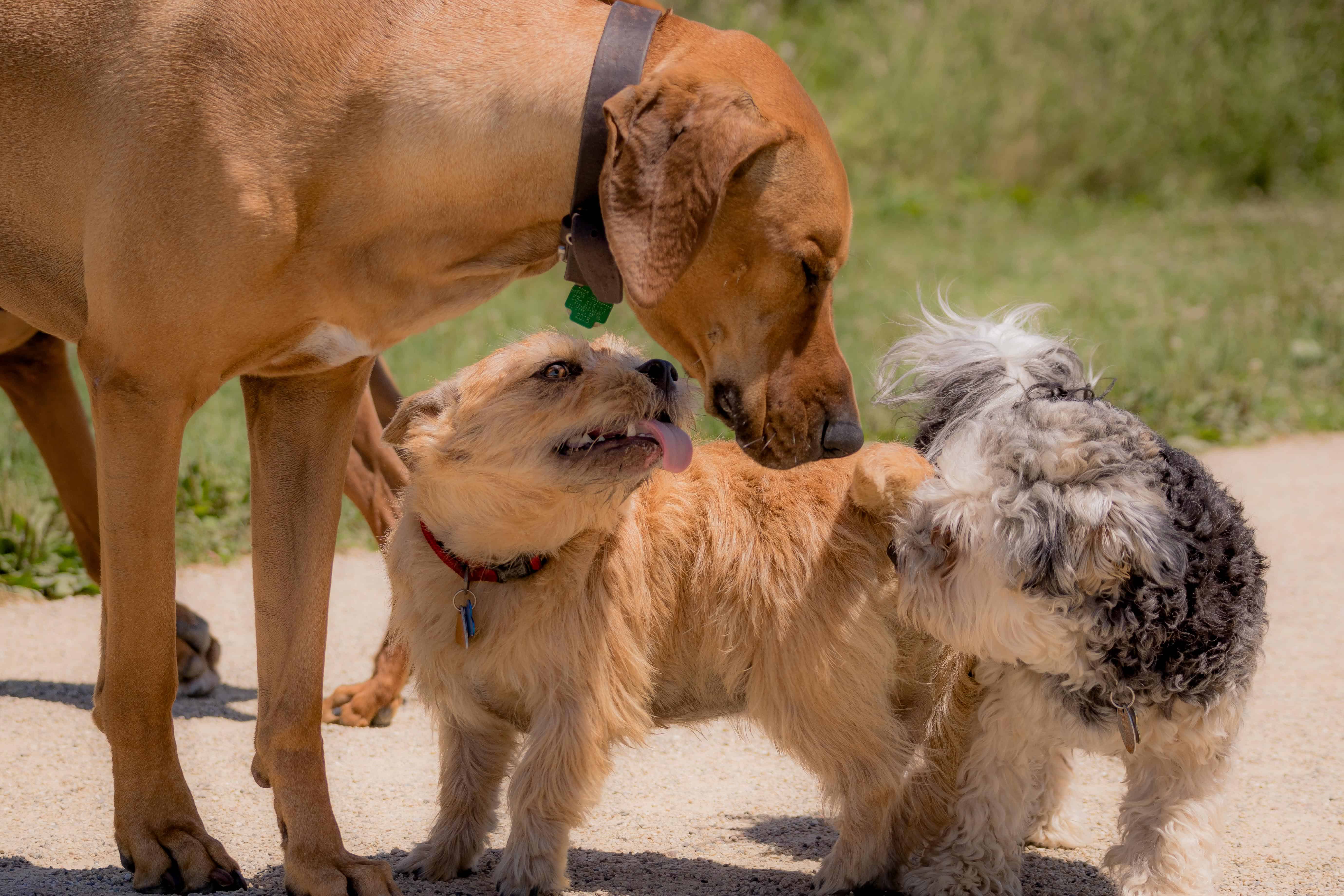 Rhodesian RIdgeback, chicago, puppy, adventure, dog park