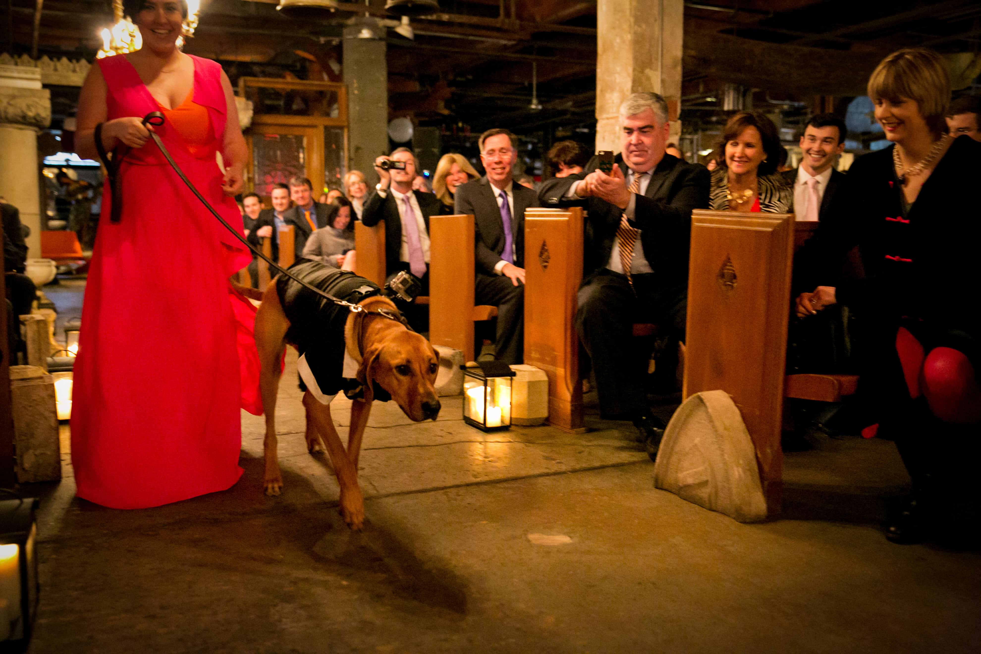 Rhodesian Ridgeback, wedding, dog, ring bearer, chicago, 