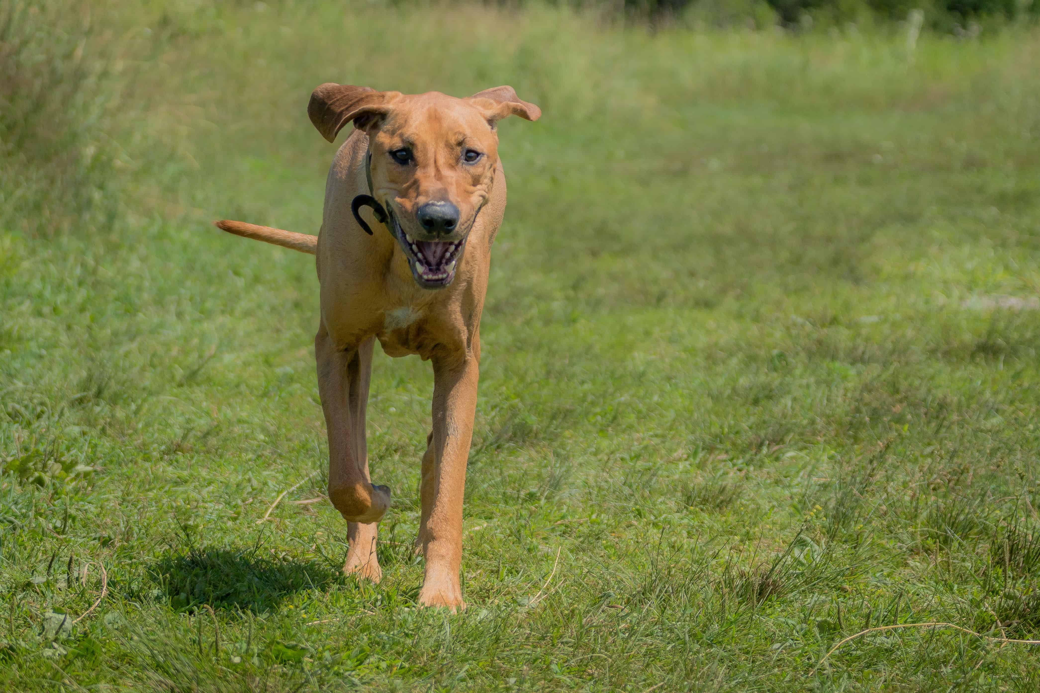 Rhodesian RIdgeback, chicago, puppy, adventure, dog park