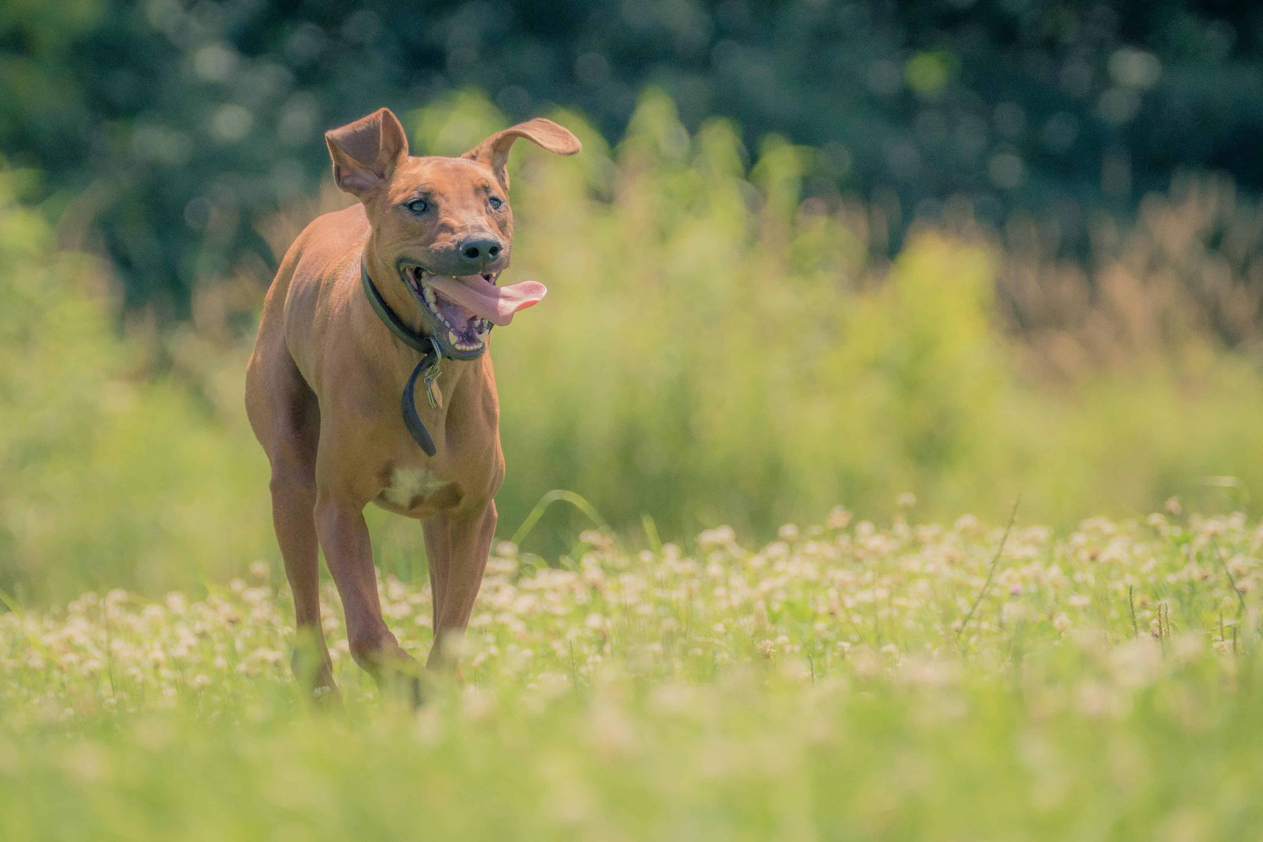 Rhodesian RIdgeback, chicago, puppy, adventure, dog park