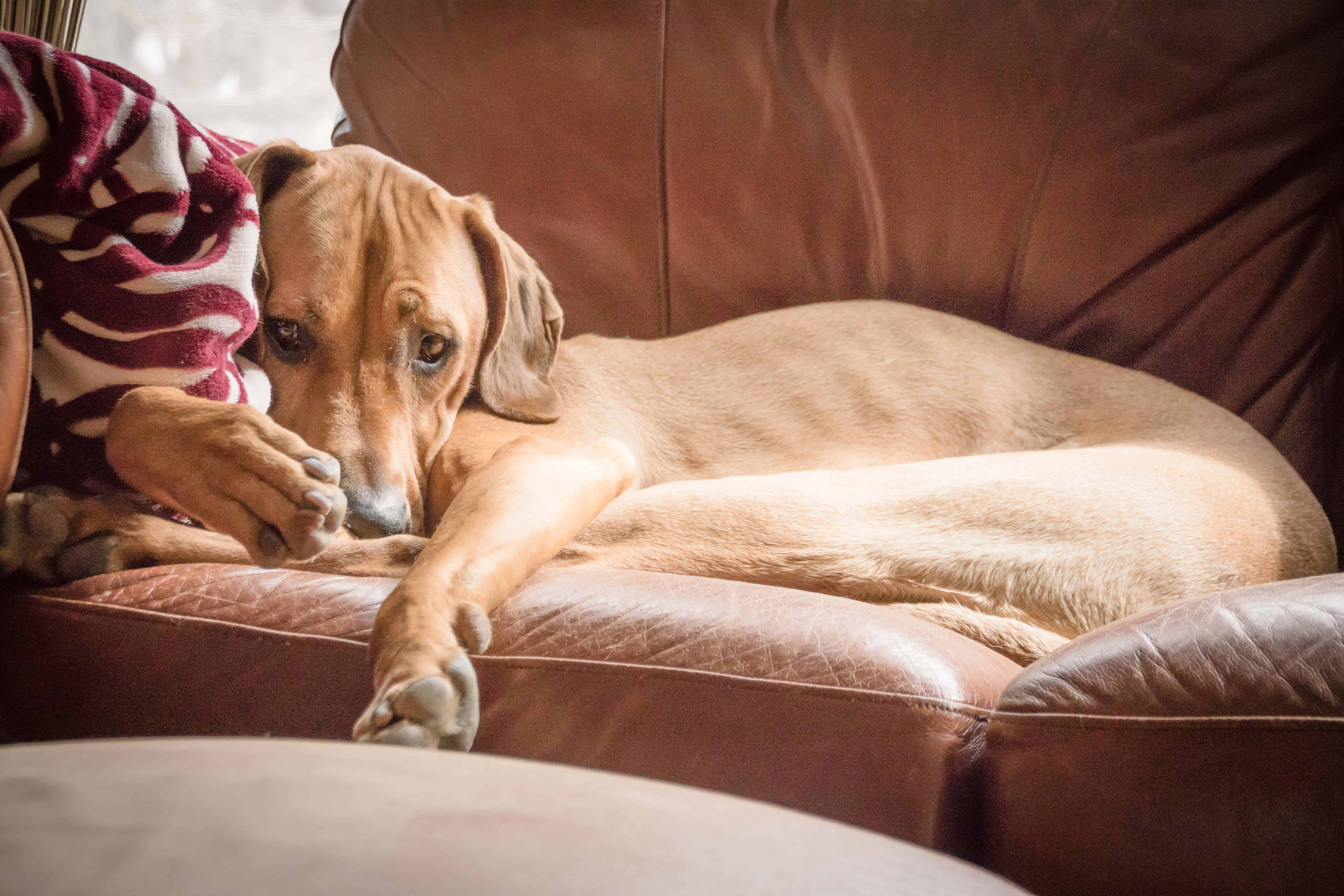 Rhodesian Ridgeback, chicago, puppy, photo, marking our territory, dogs, adventure, sun