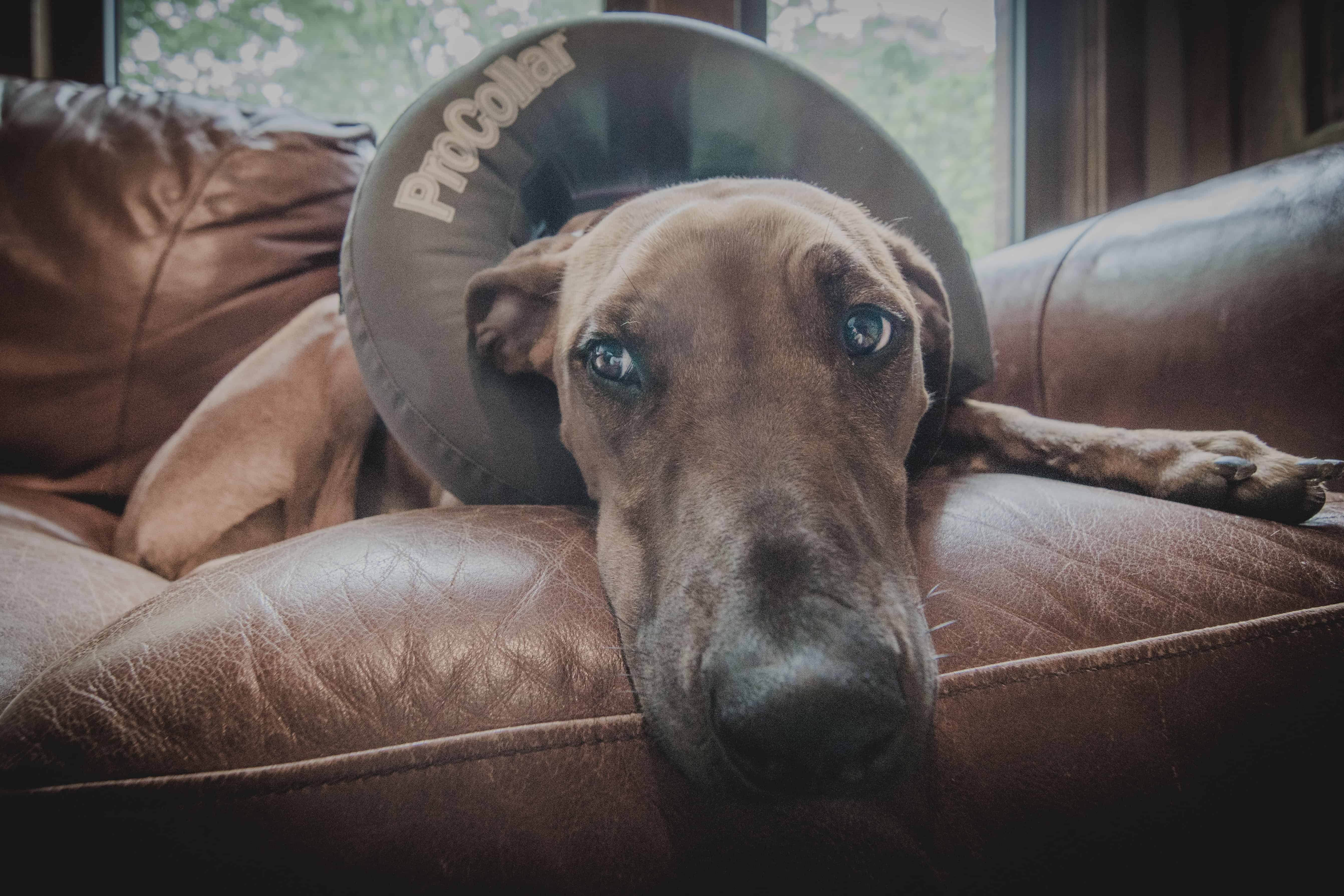 Rhodesian Ridgeback, puppy, chicago, marking our territory