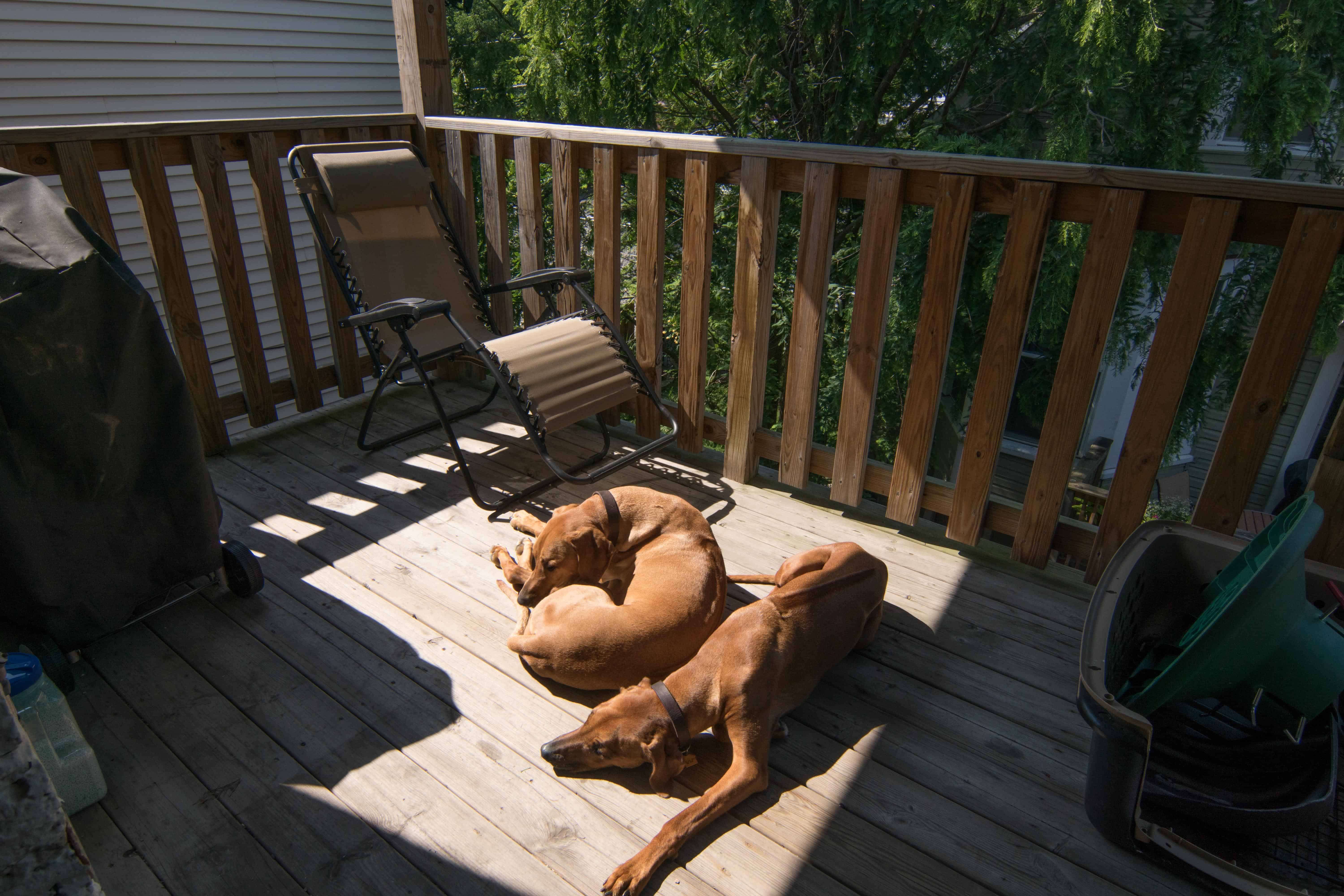 Rhodesian Ridgeback, puppy, cute, chicago