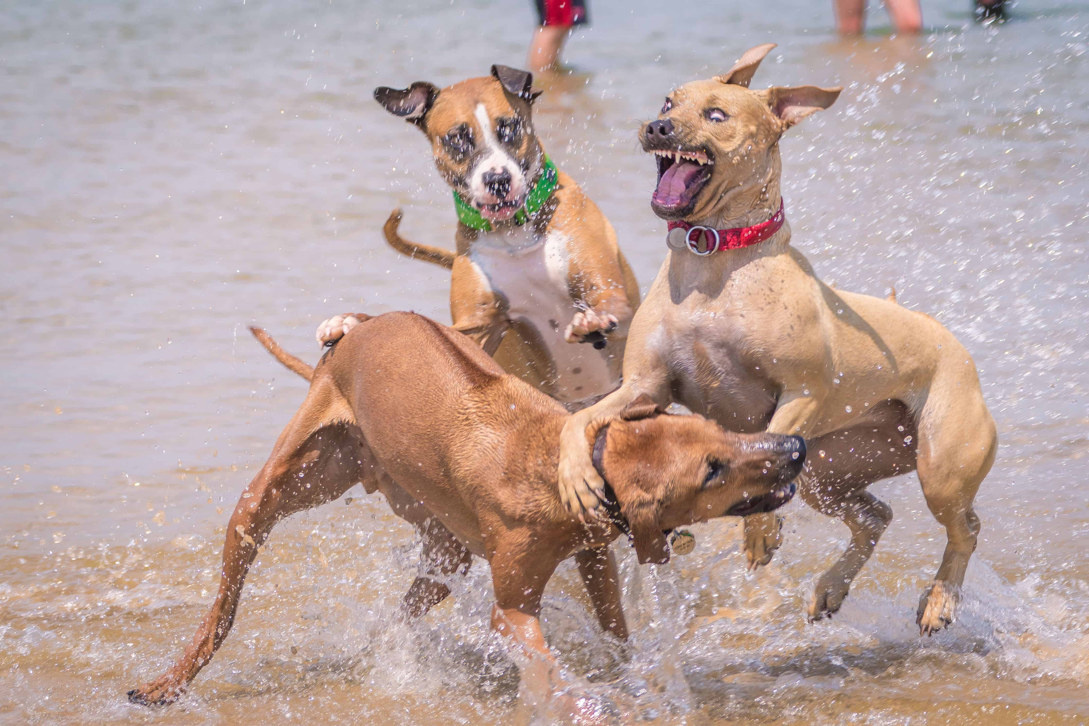 Rhodesian Ridgeback, puppy, chicago, cute, montrose dog beach