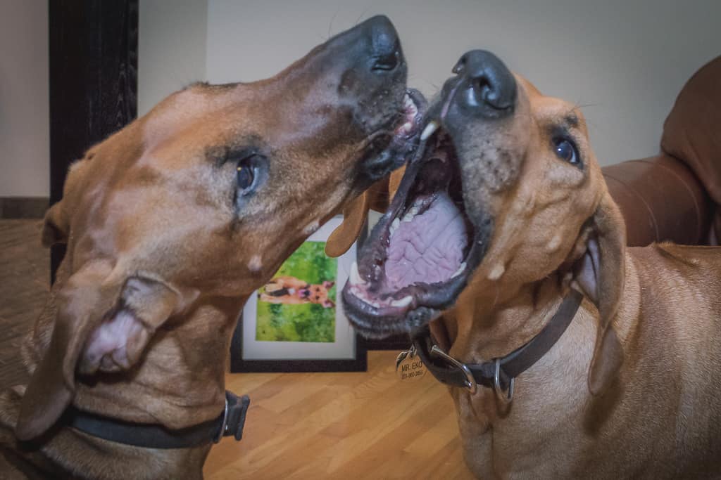 Rhodesian Ridgeback, blog, chicago, adventure, marking our territory