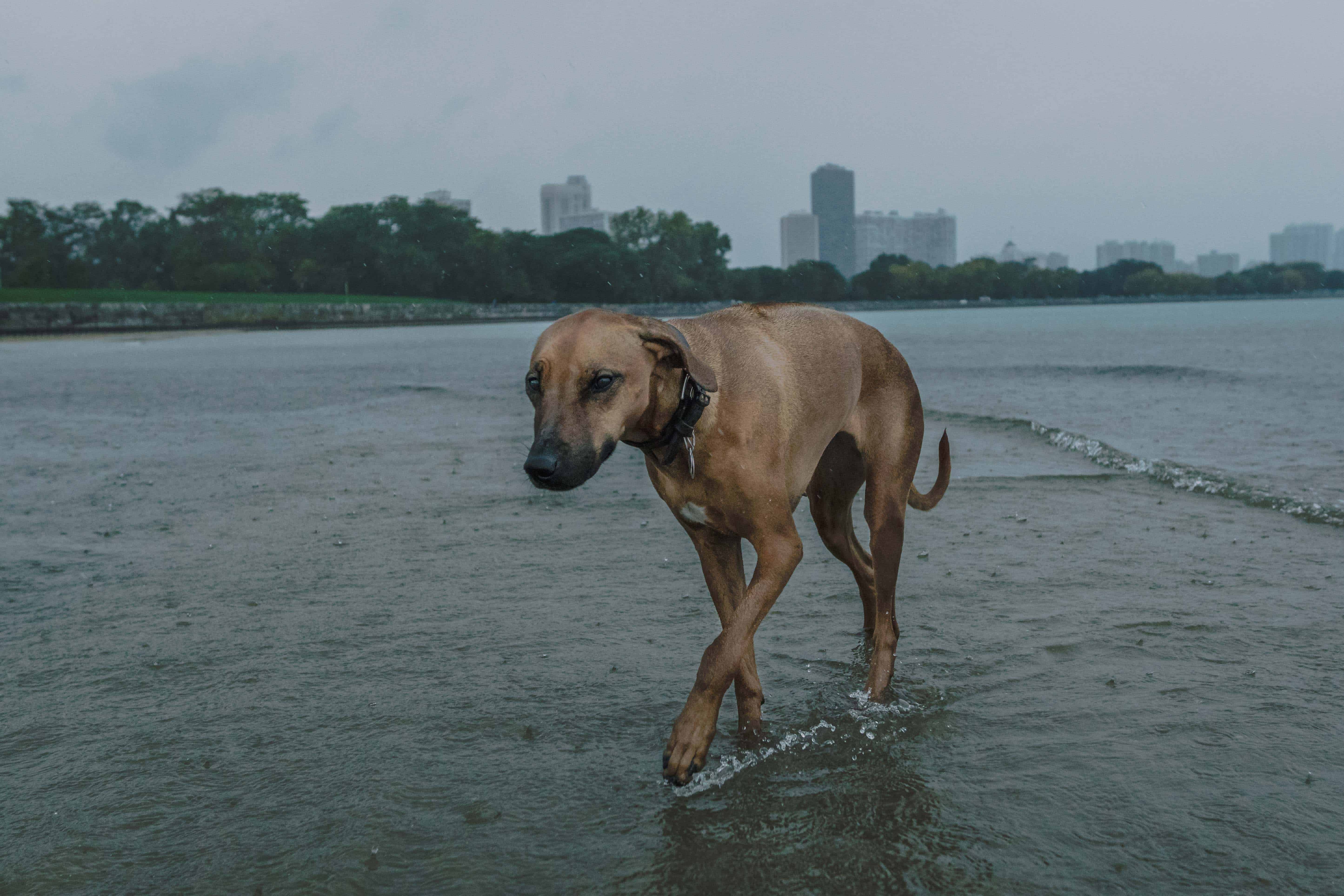 Rhodesian Ridgeback, Chicago, Marking Our Territory