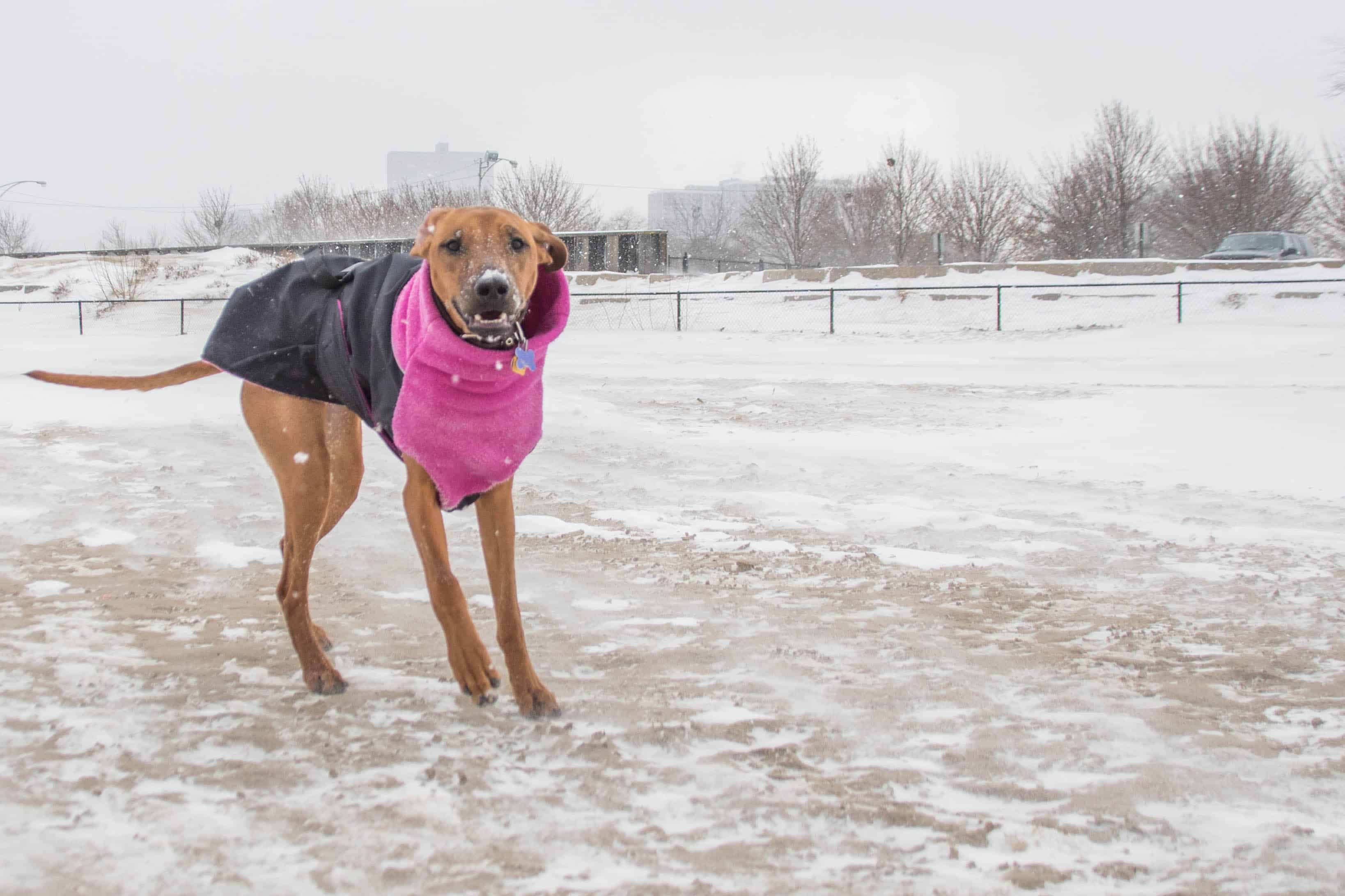 Rhodesian Ridgeback, puppy, chicago, adventure, marking our territory, montrose dog beach