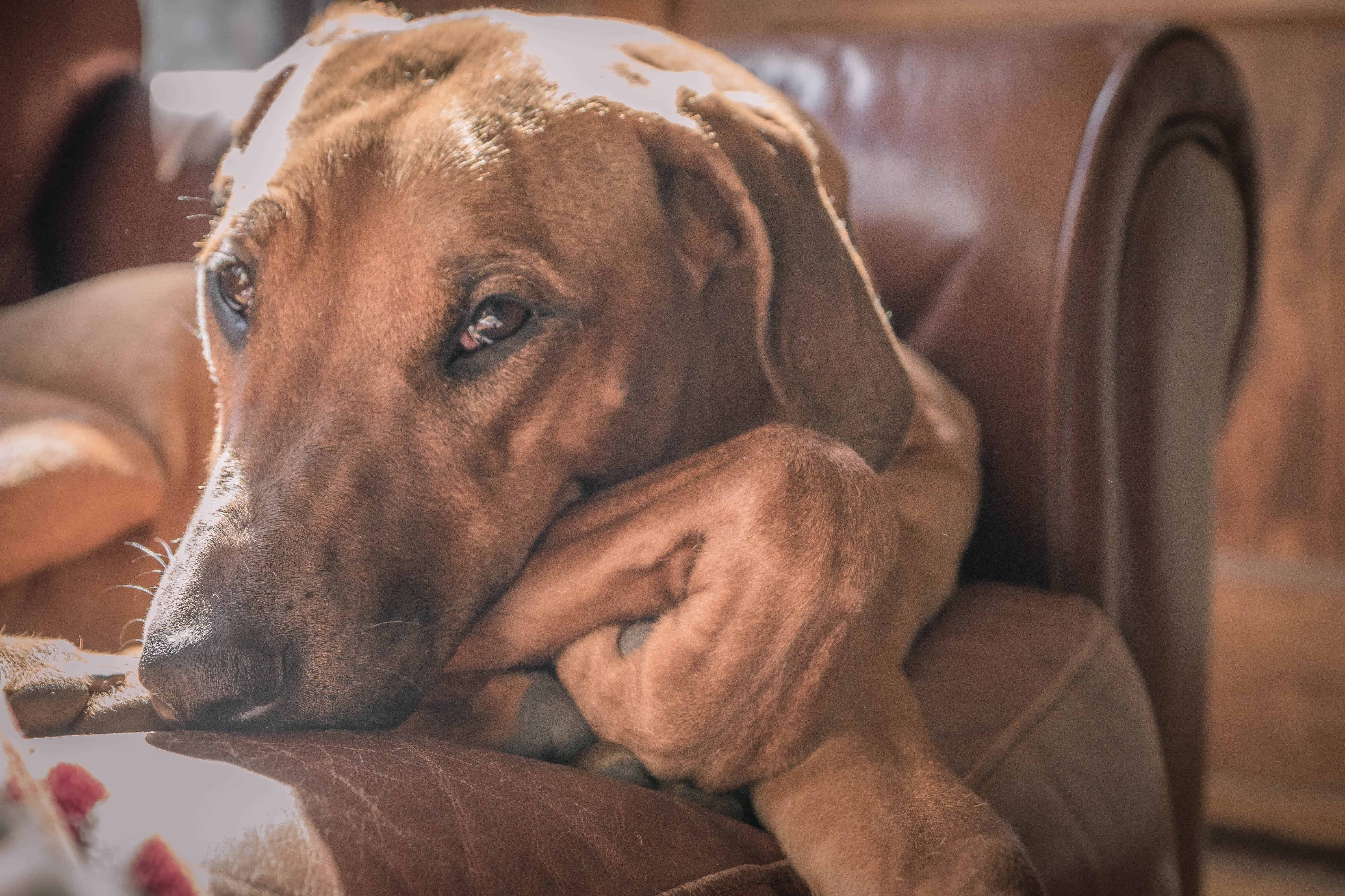 Rhodesian Ridgeback, chicago, puppy, photo, marking our territory, dogs, adventure, sun