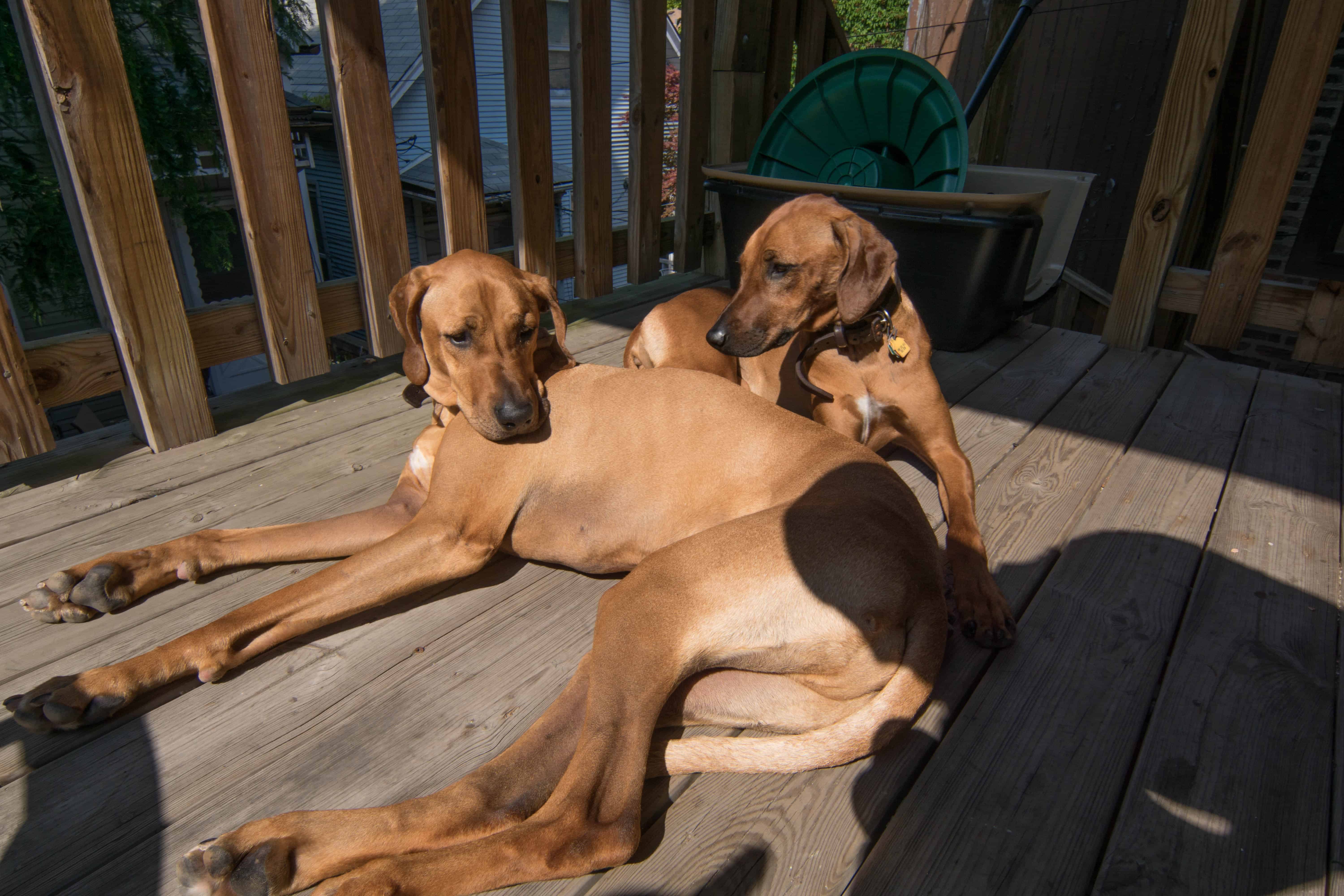 Rhodesian Ridgeback, puppy, cute, chicago