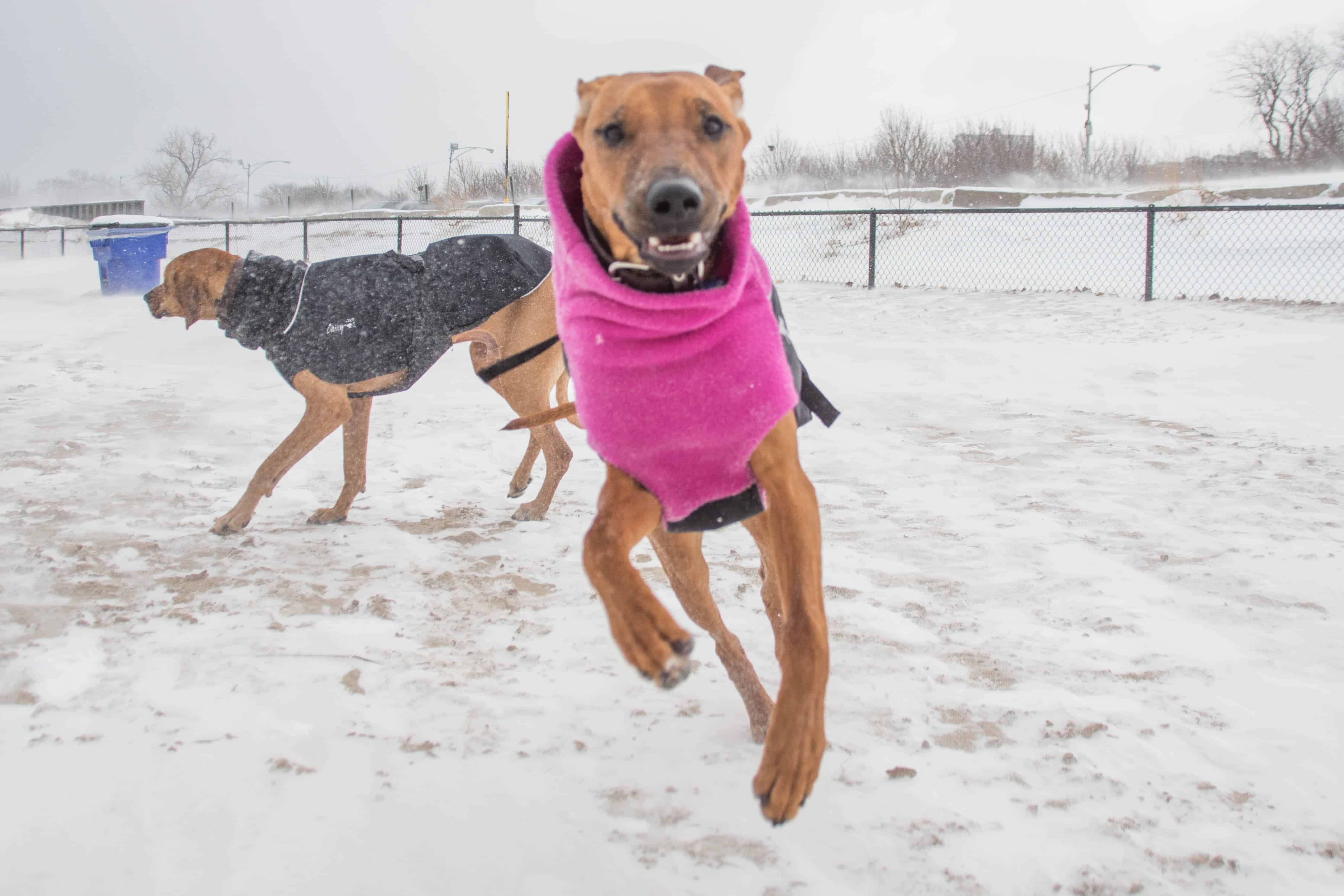 Rhodesian Ridgeback, puppy, chicago, adventure, marking our territory, montrose dog beach