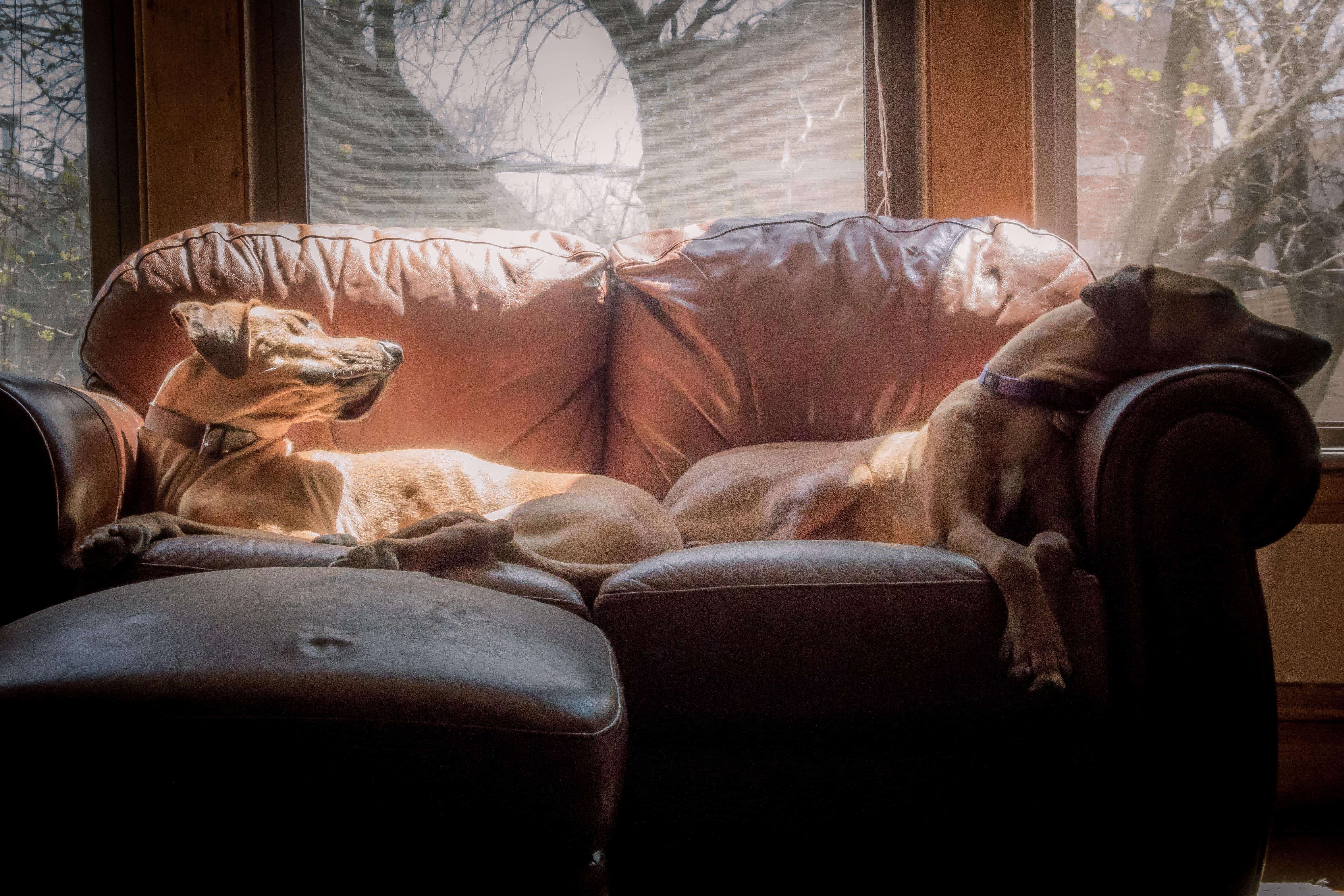 Rhodesian Ridgeback, chicago, puppy, photo, marking our territory, dogs, adventure, sun