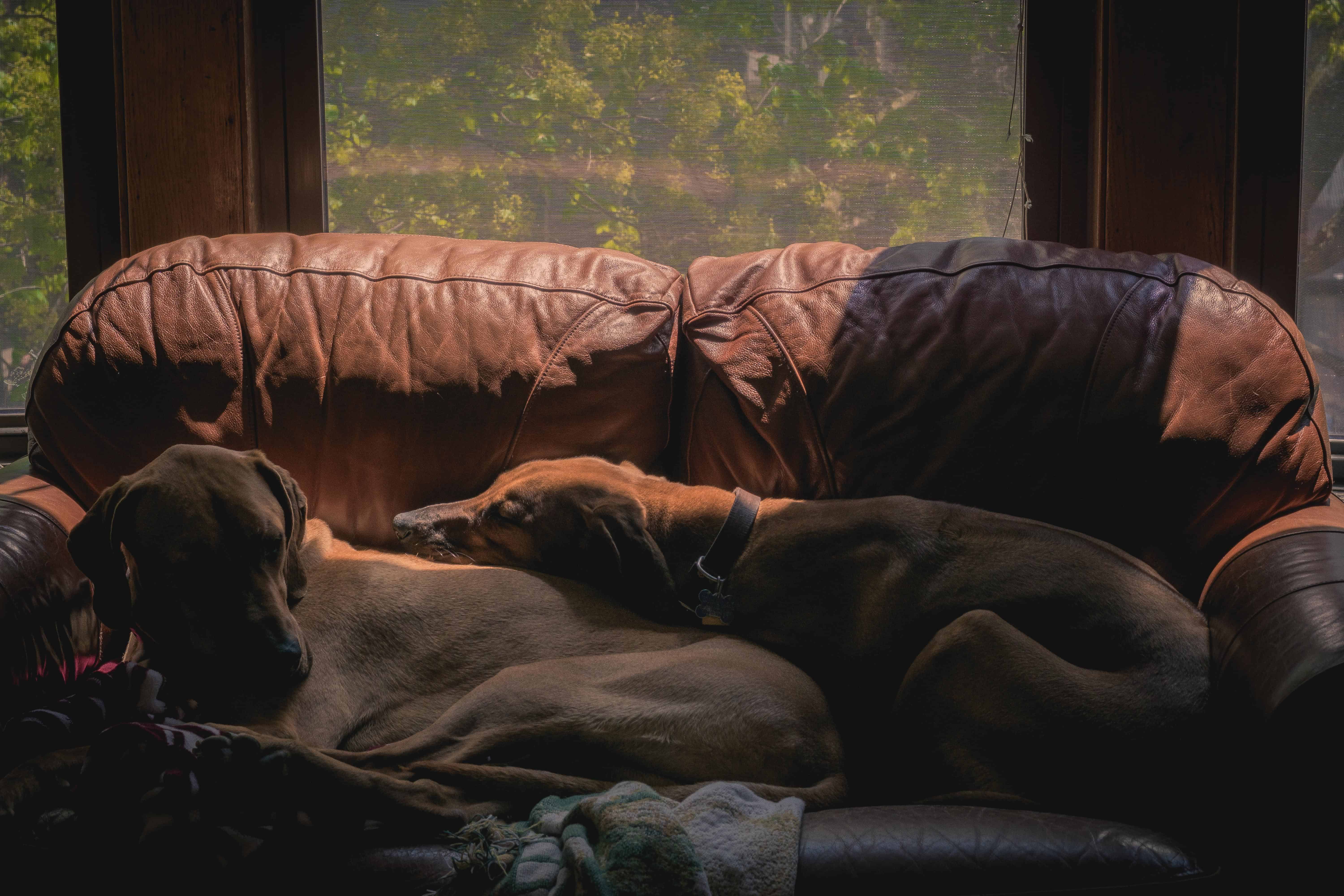 Rhodesian Ridgeback, puppy, chicago, marking our territory